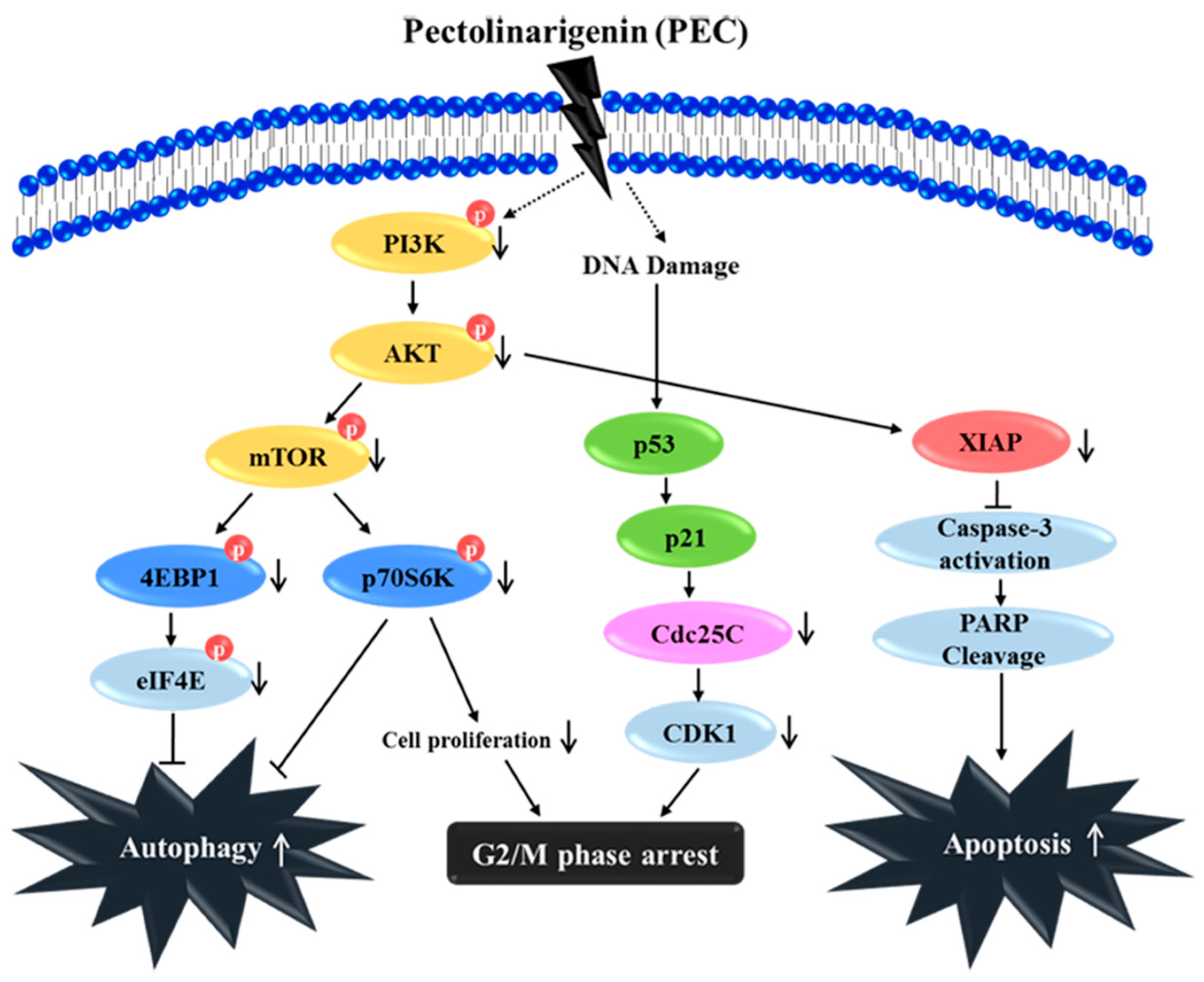 Pectolinarigenin Induced Cell Cycle Arrest ... Biology Diagrams