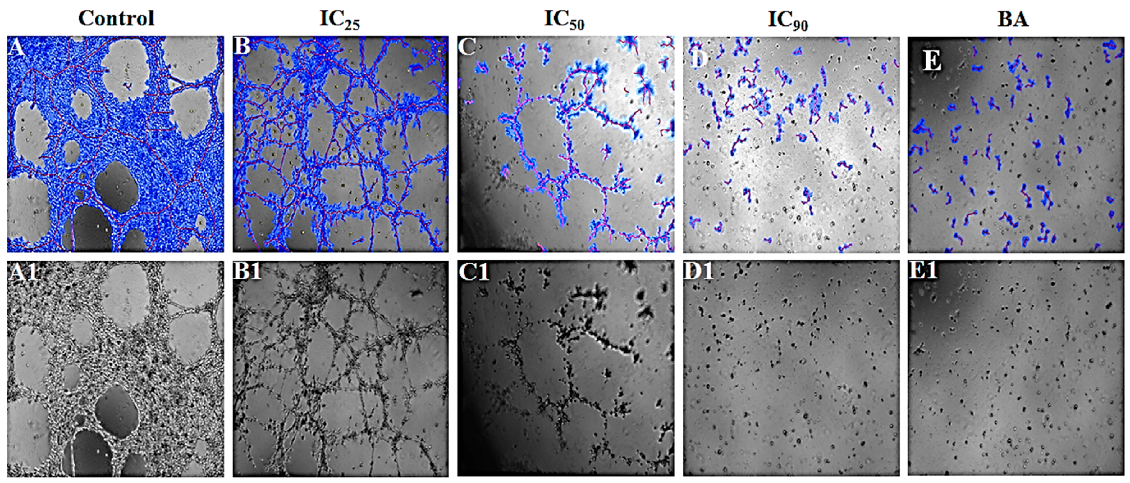 Nutrients 10 01057 g007