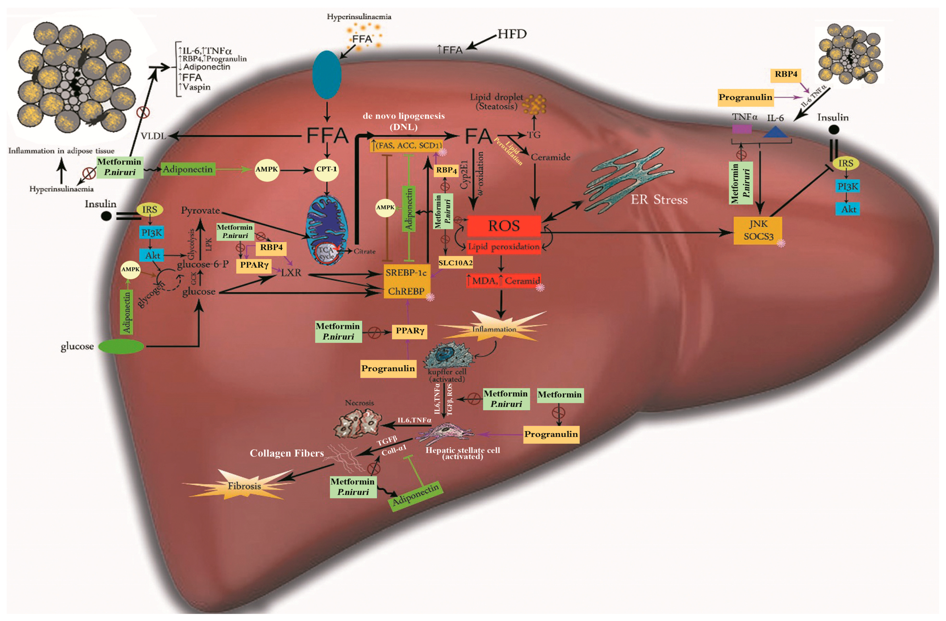 Nutrients 10 01057 g009