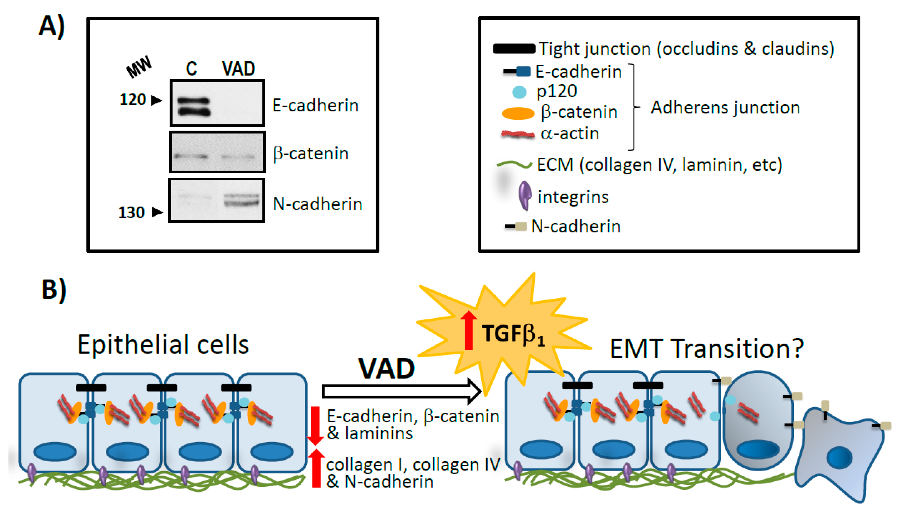 Nutrients 10 01132 g002 Nutrients 10 01132 g002