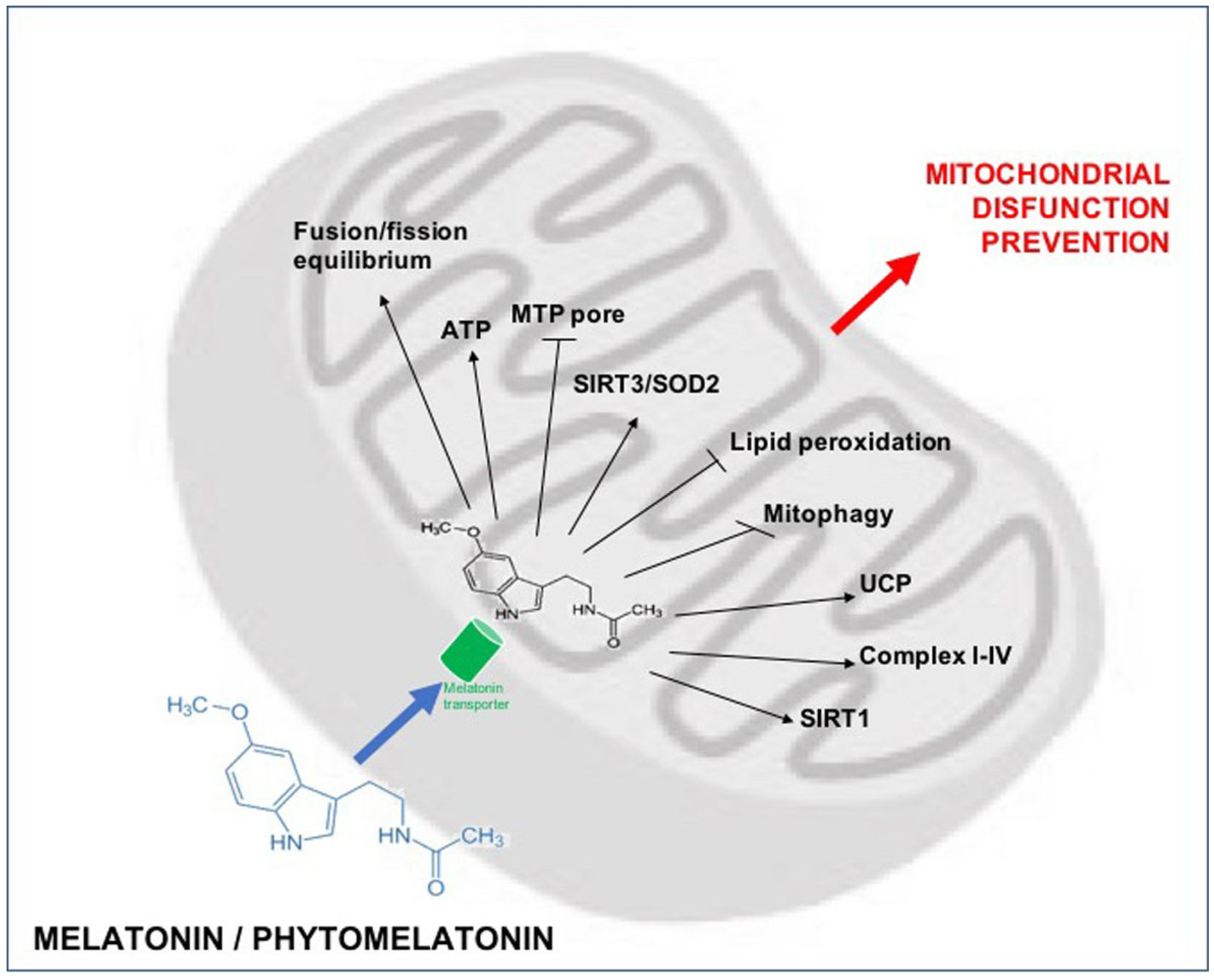 Nutrients Free Full Text Dietary Melatonin