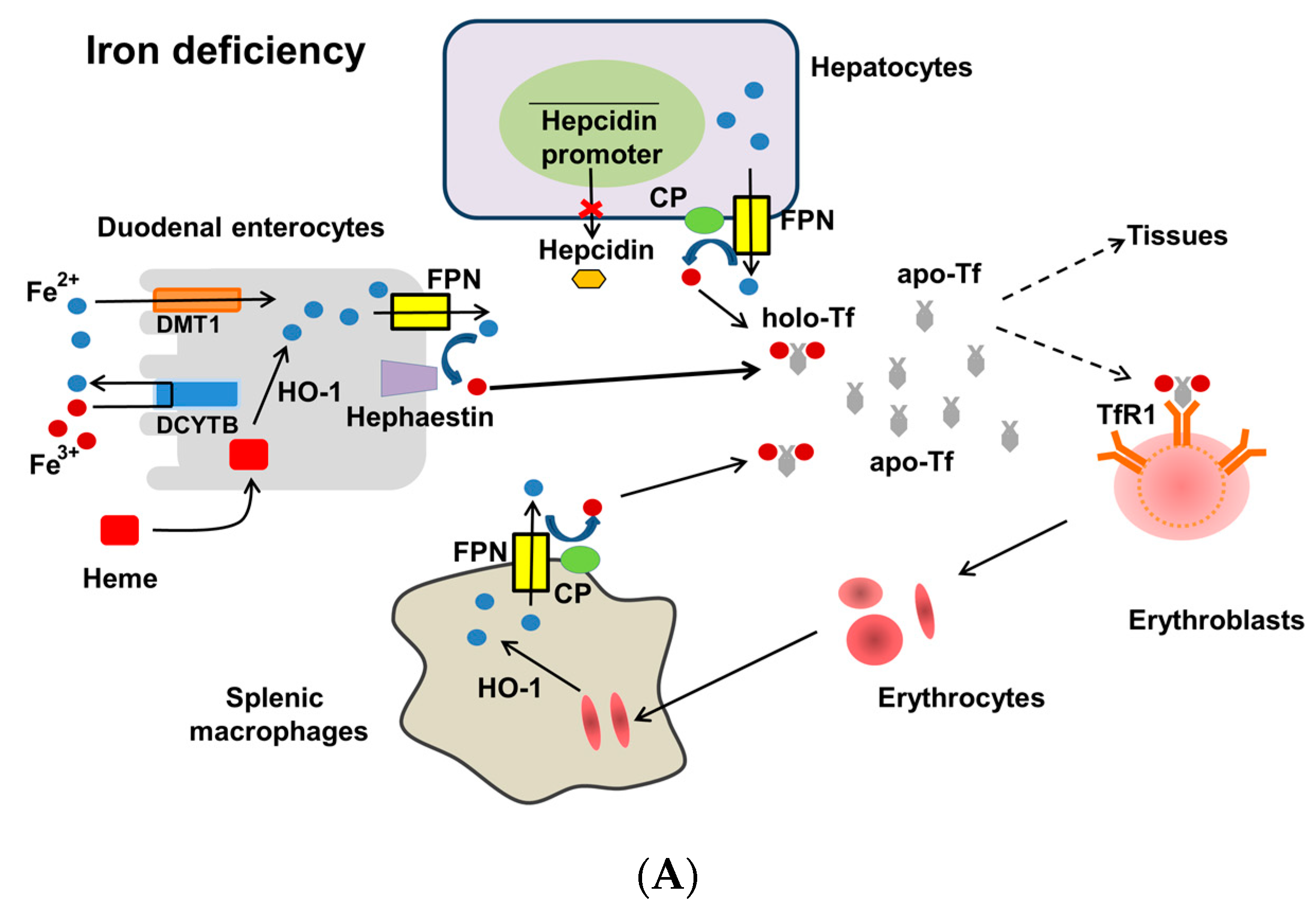 Nutrients 10 01173 g001a