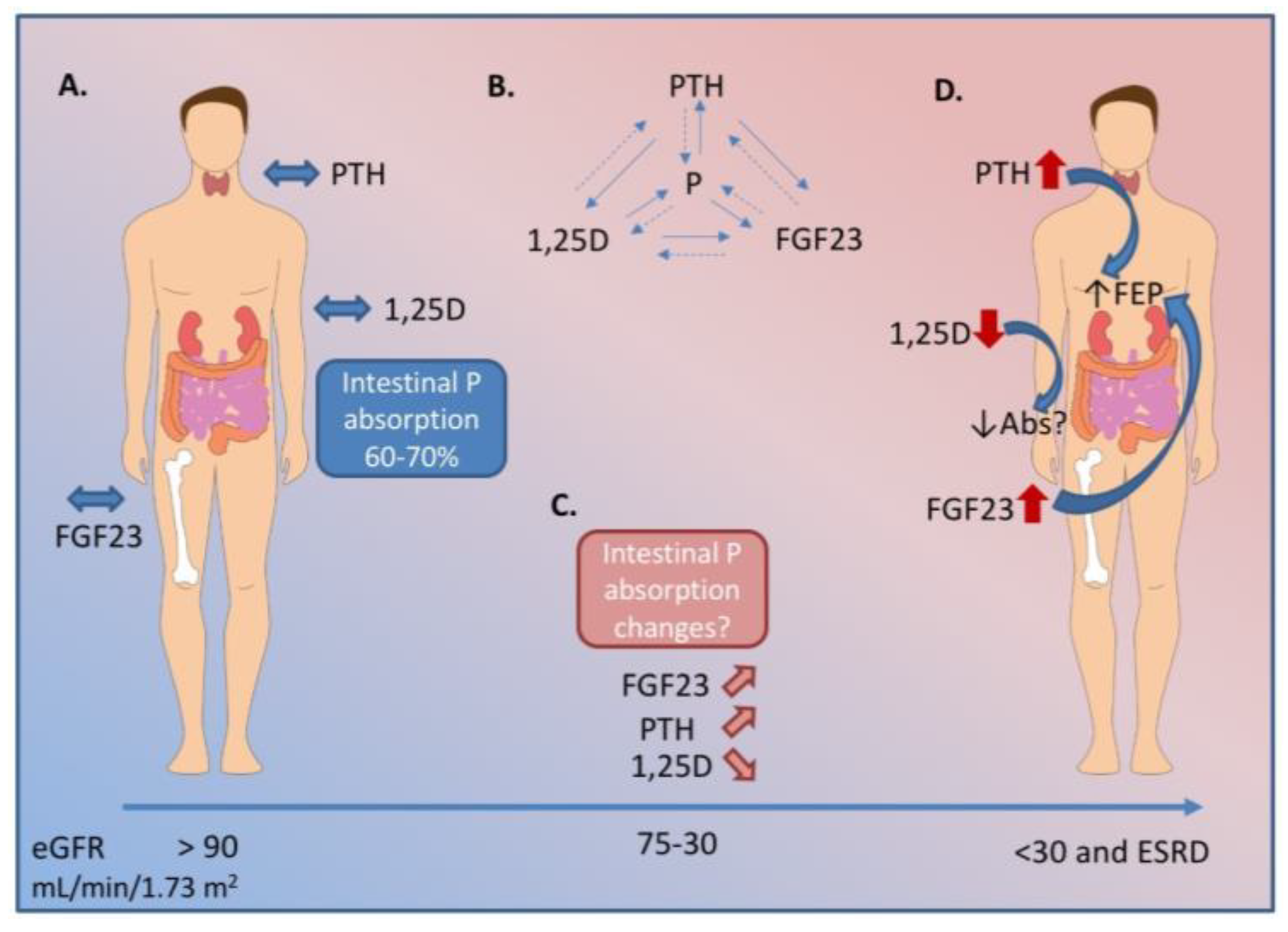 Nutrients Free Full-Text Intestinal Phosphorus Absorption in 