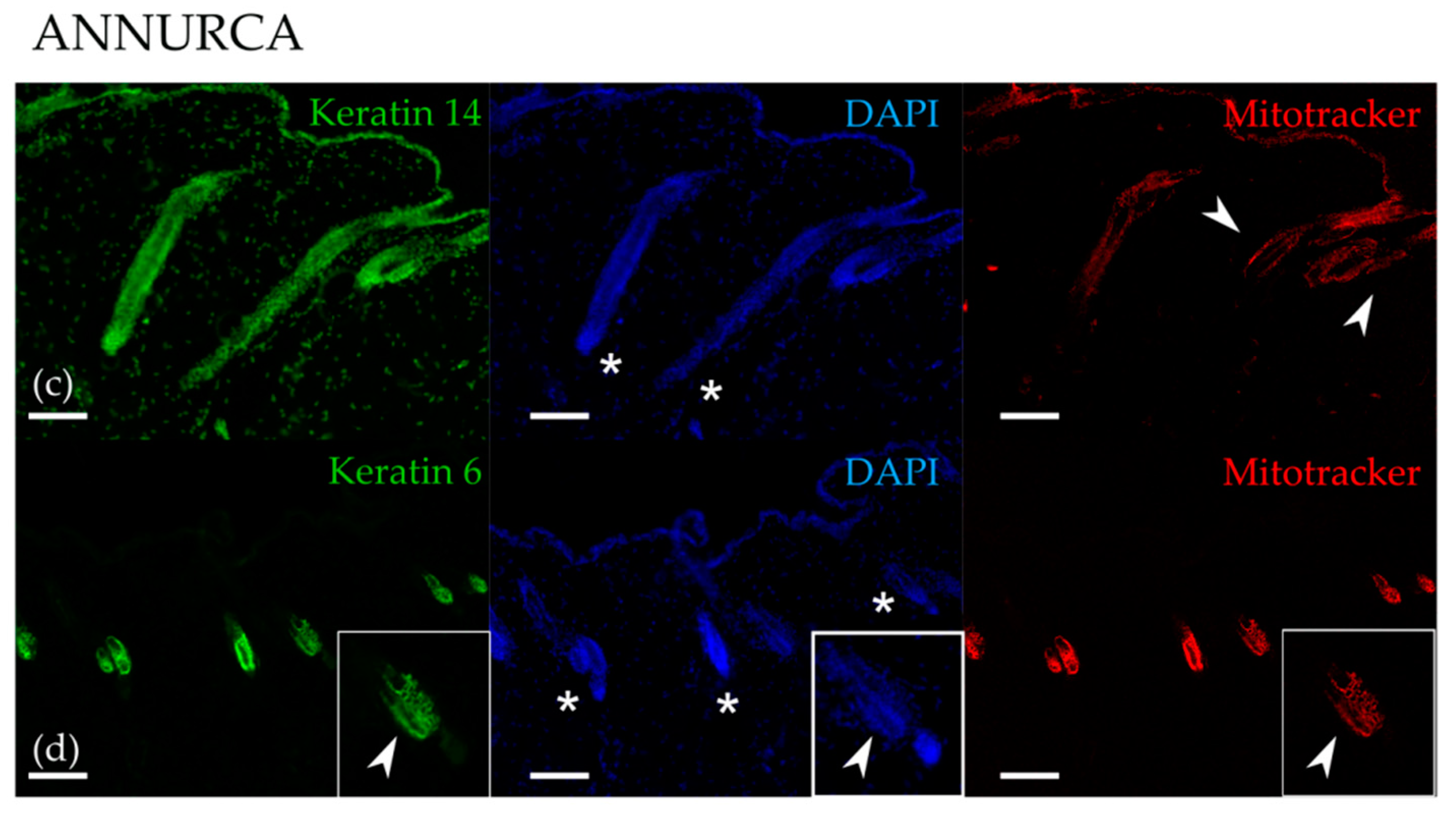 Nutrients 10 01406 g003b Nutrients 10 01406 g003b