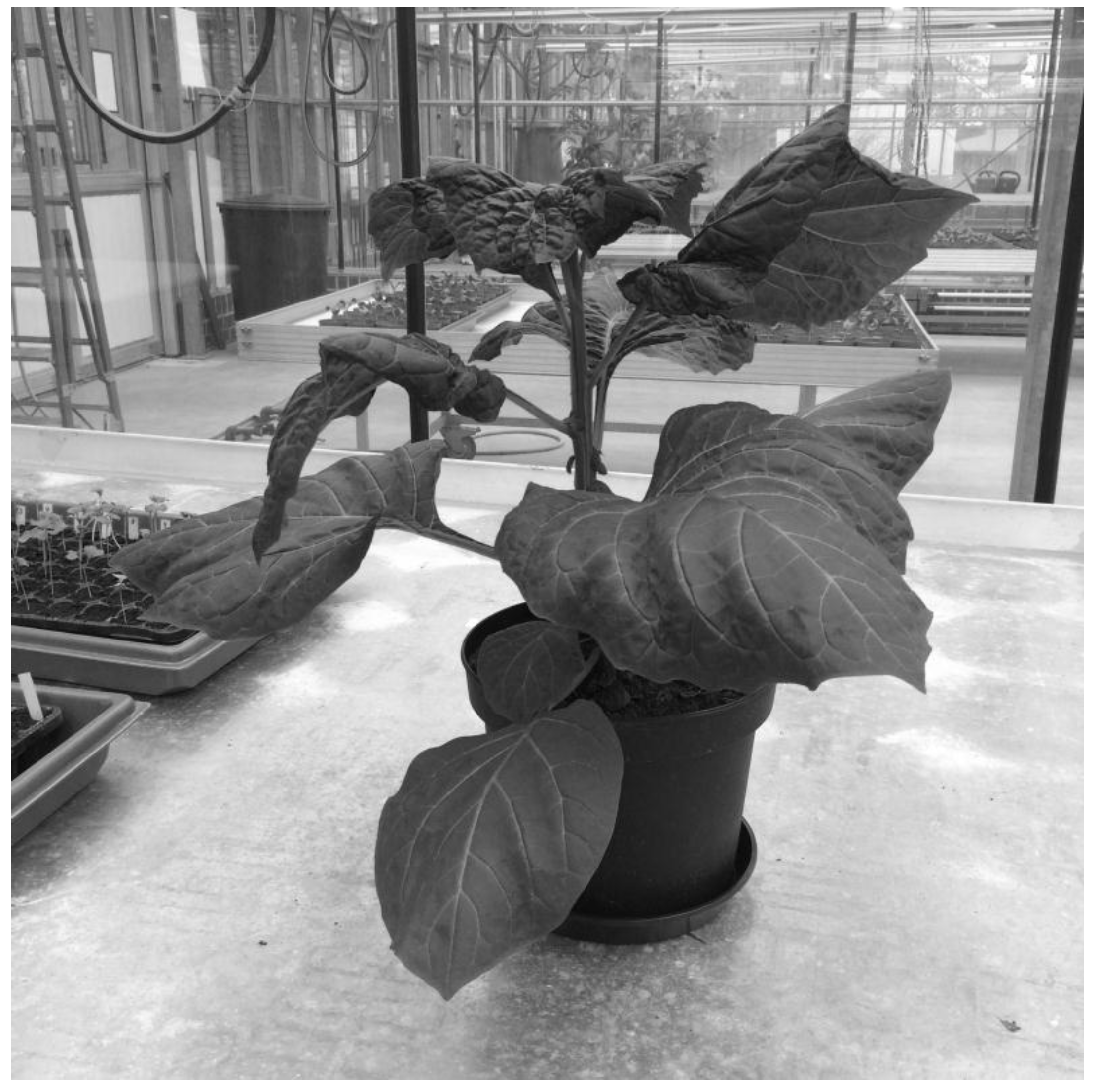 Nutrients 10 01532 g001