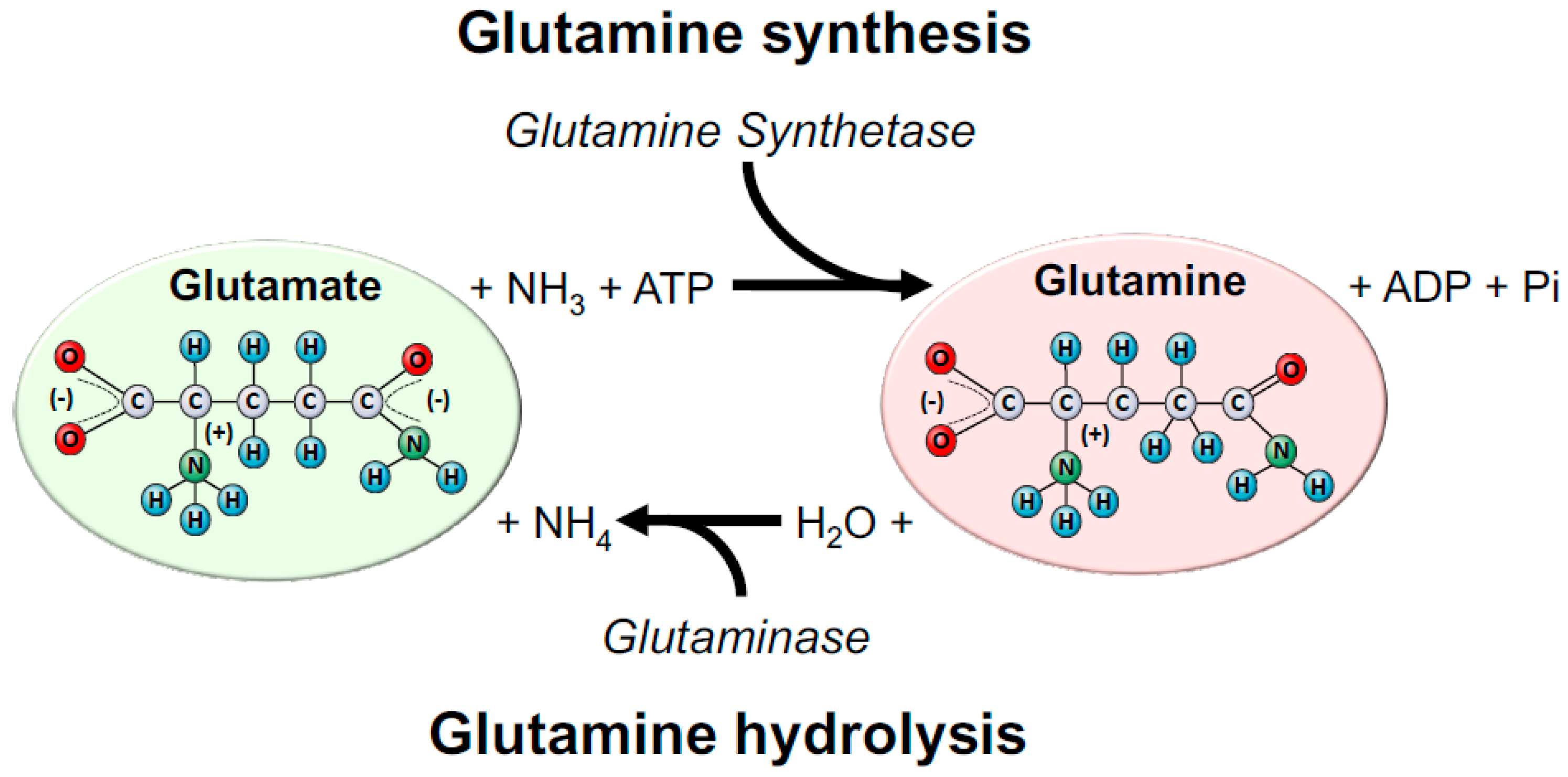 Dietary glutamate glutamine