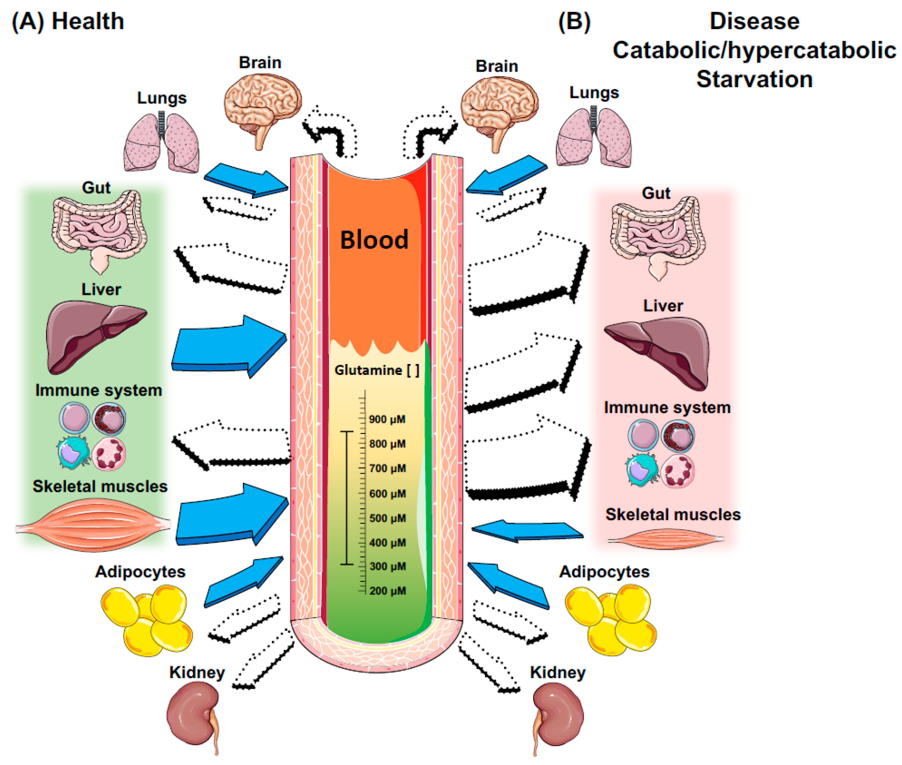 How Does L-Glutamine Impact Our Gut Health? - AZ Dietitians