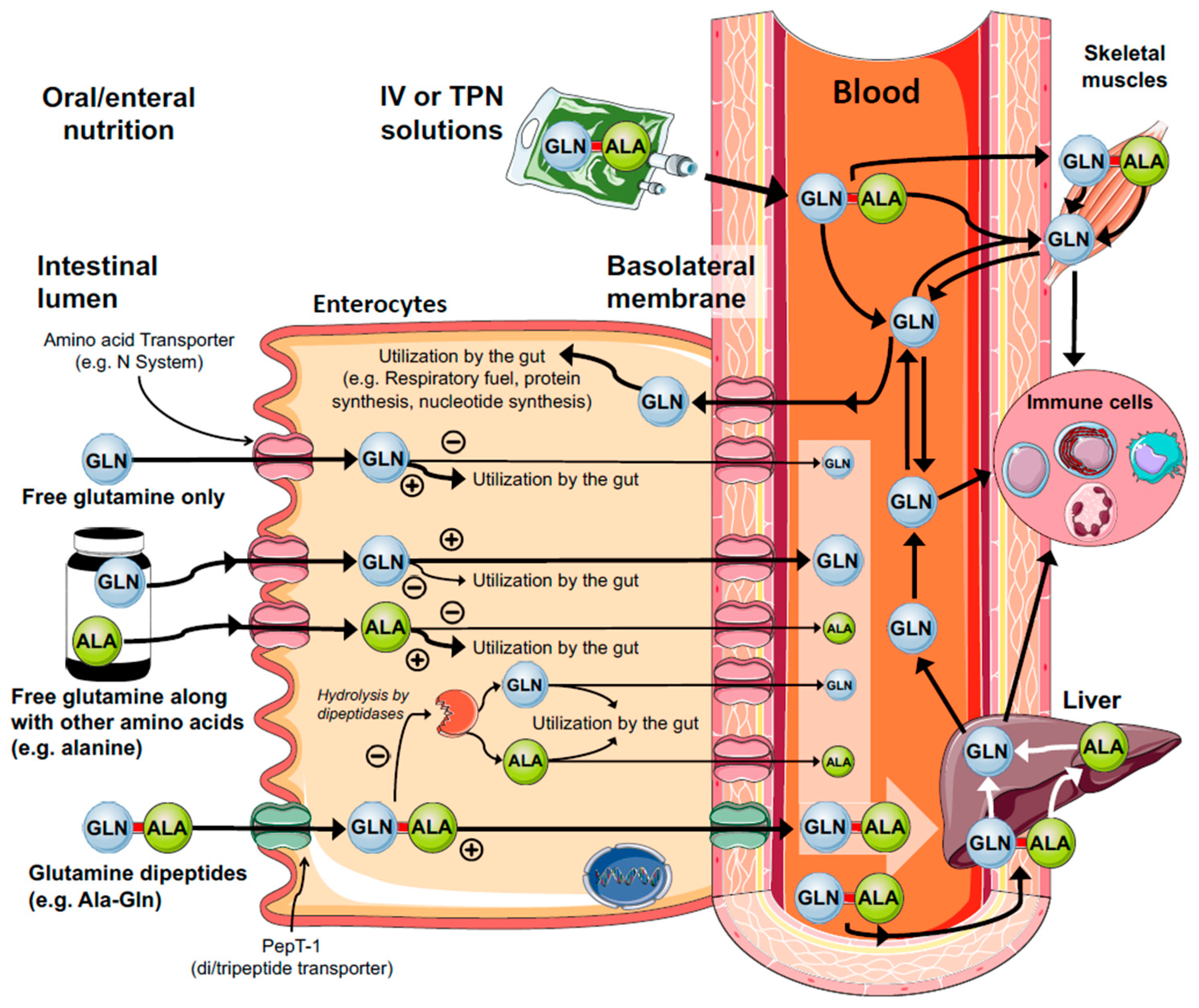 Nutrients Free Full Text Glutamine Metabolism And Immune Function Supplementation And Clinical Translation Html