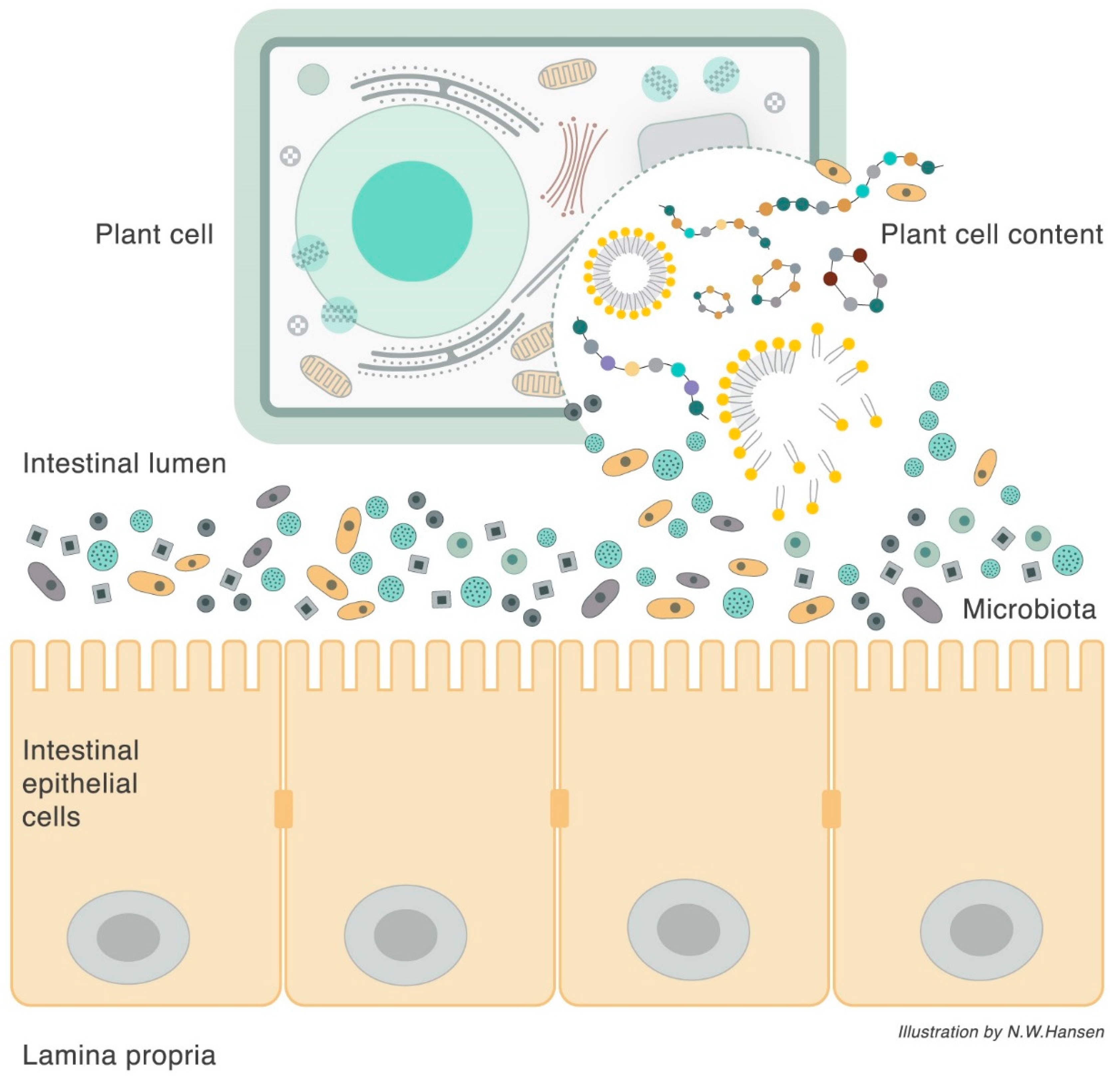 Nutrients 10 01590 g002