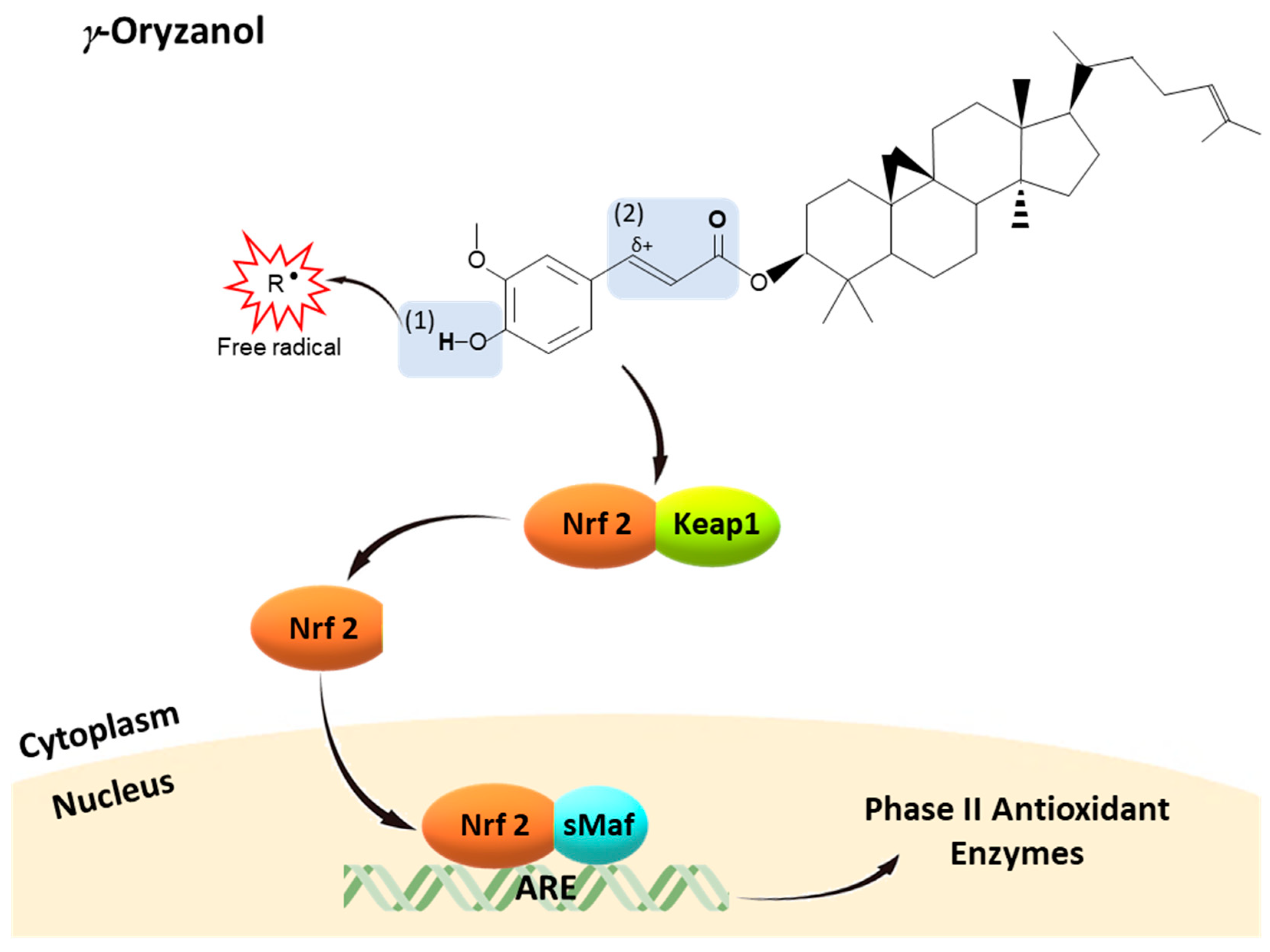 Nutrients 10 01605 g003
