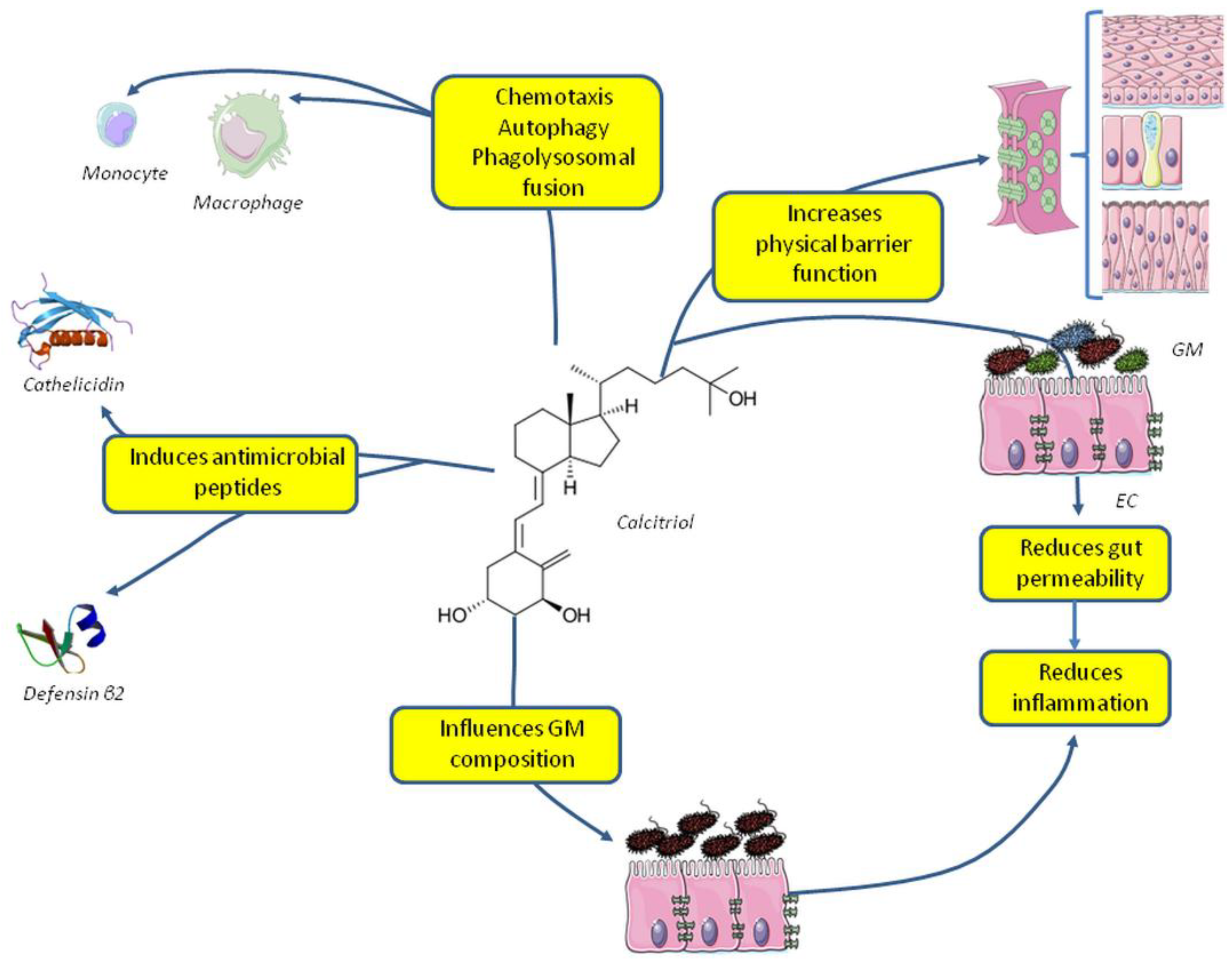 Nutrients Free Full Text Vitamin D Nutrient Hormone