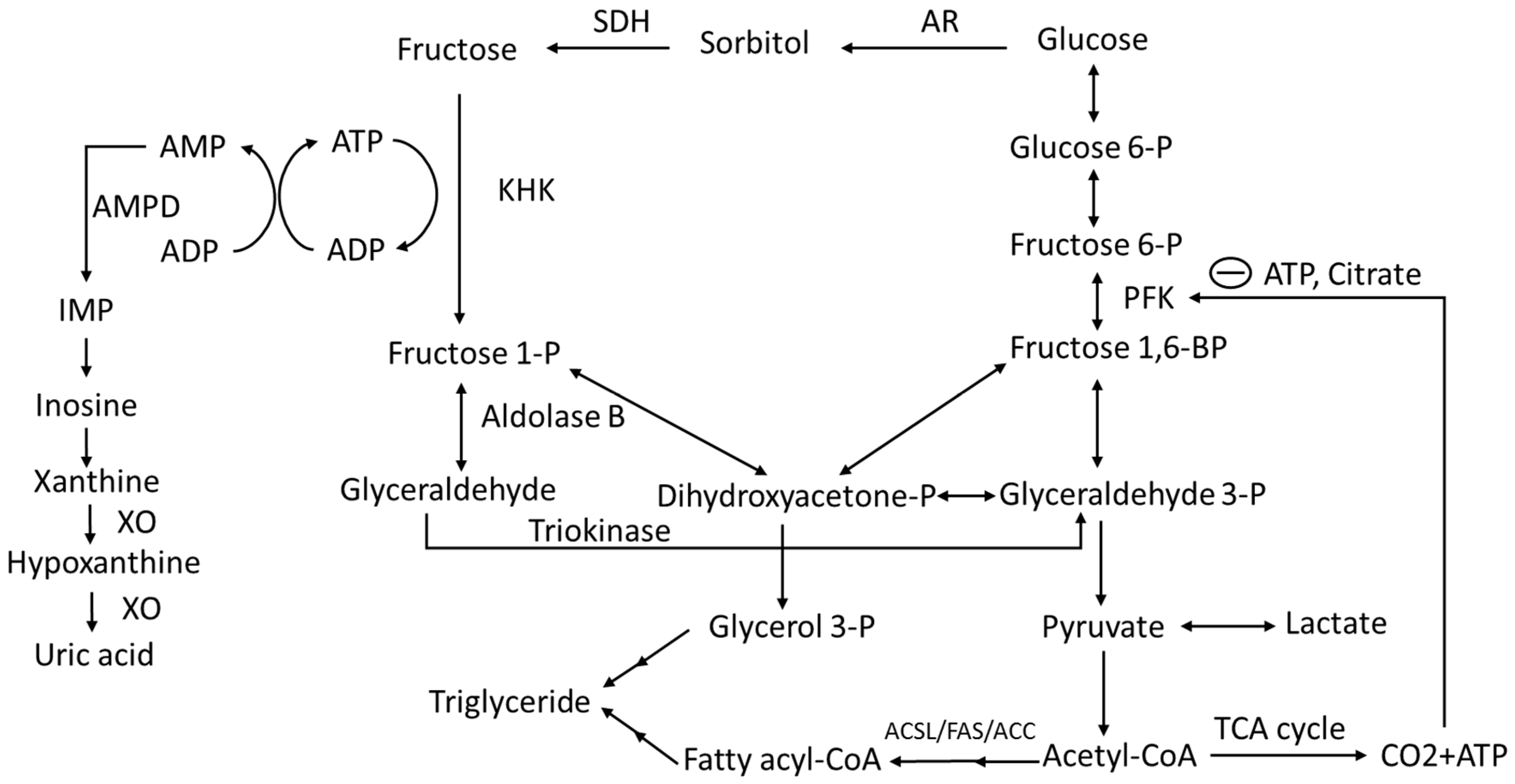 Фруктоза ферменты. Fructose metabolism. Фруктоза ацетил. Сорбитол во фруктозу. Сорбит дегидрогеназы.
