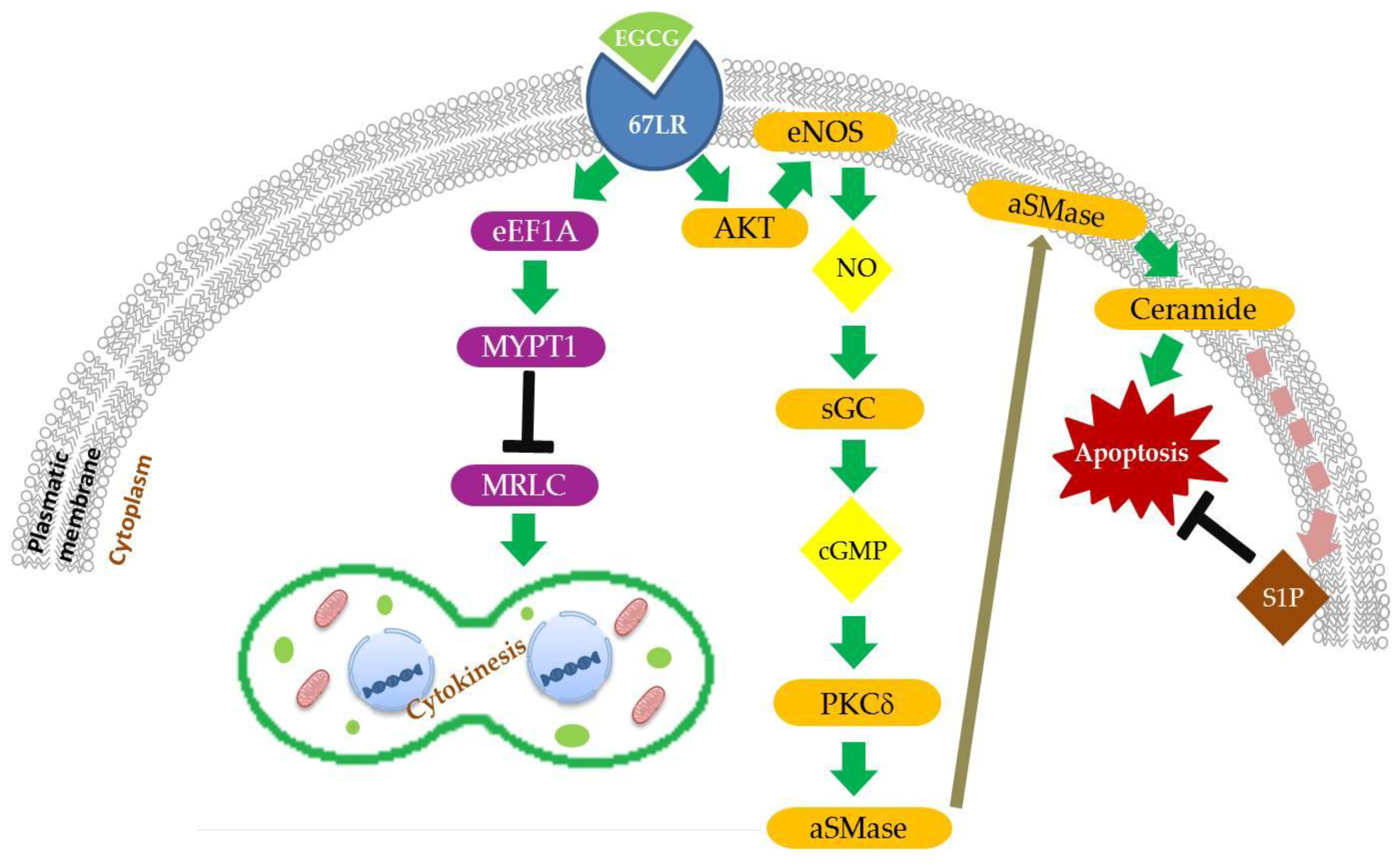 Nutrients 10 01936 g001 Nutrients 10 01936 g001