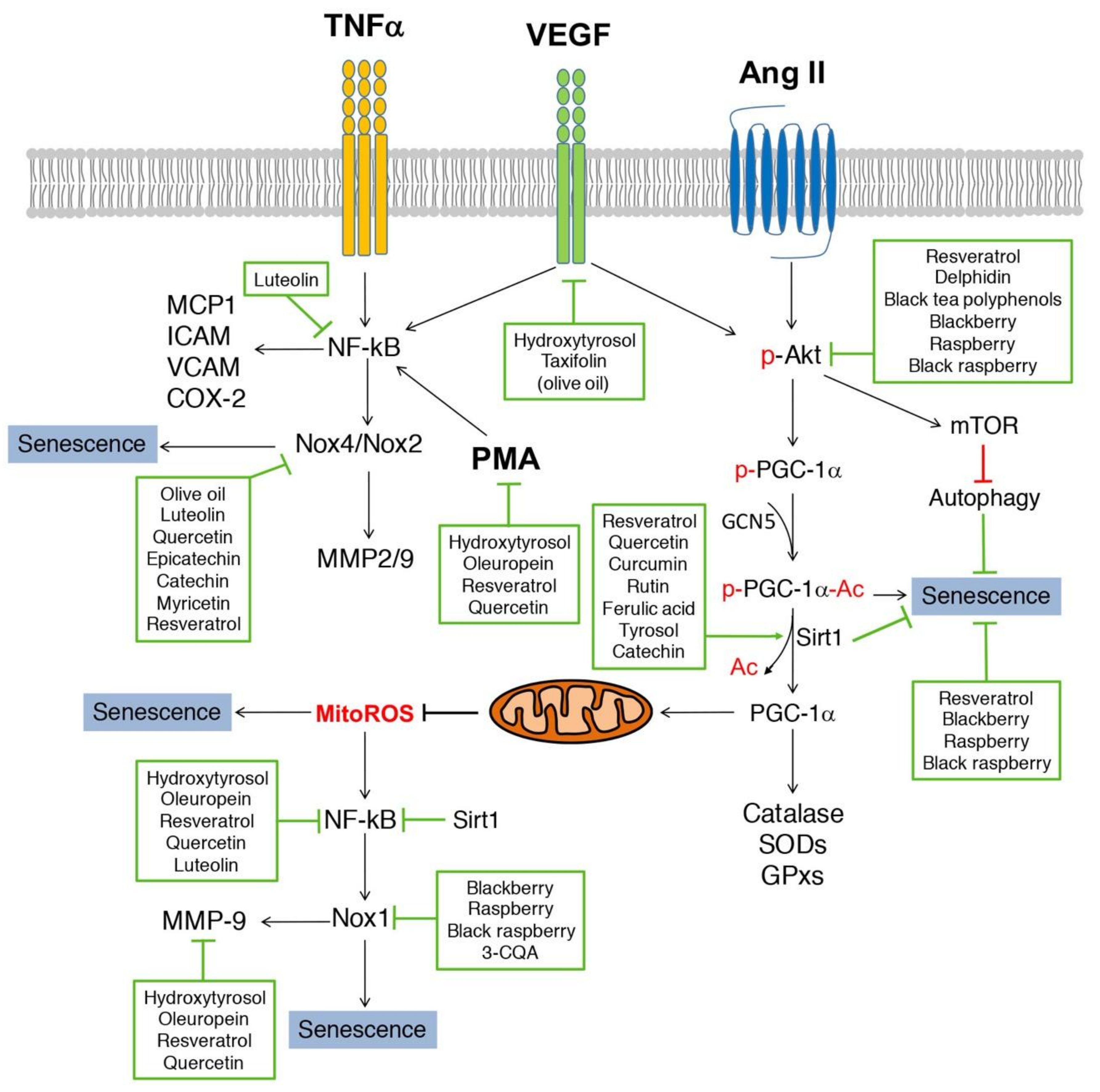 Nutrients 11 00053 g003