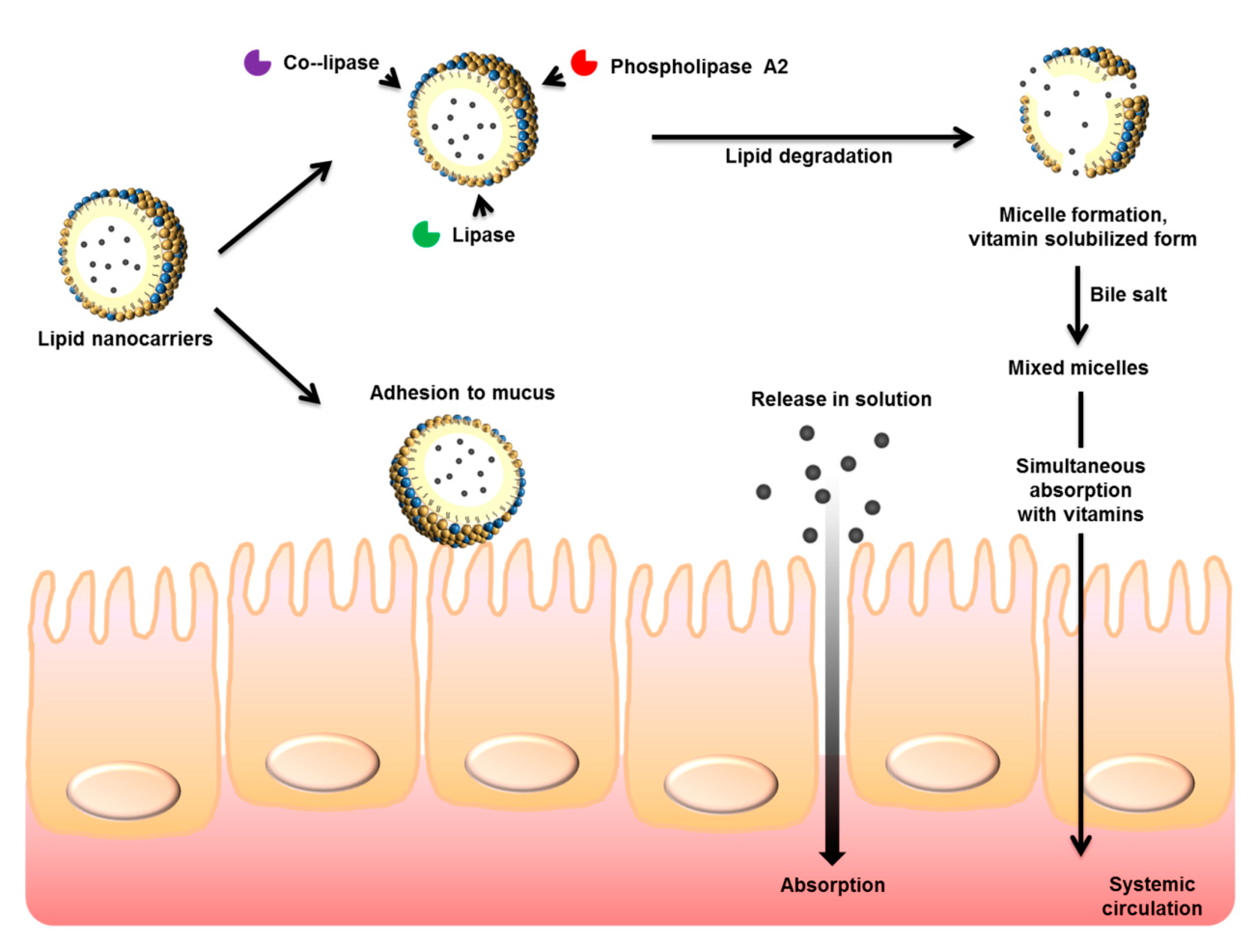 Nutrients Free Full Text Use Of Lipid Nanocarriers To