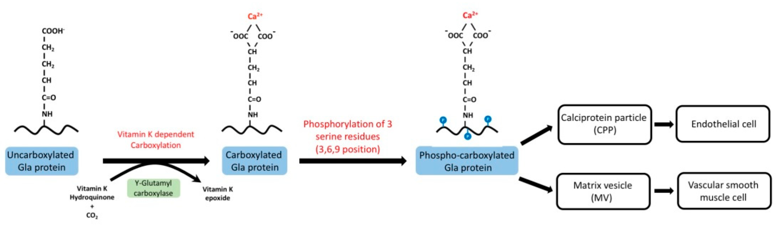 Nutrients 11 00152 g002