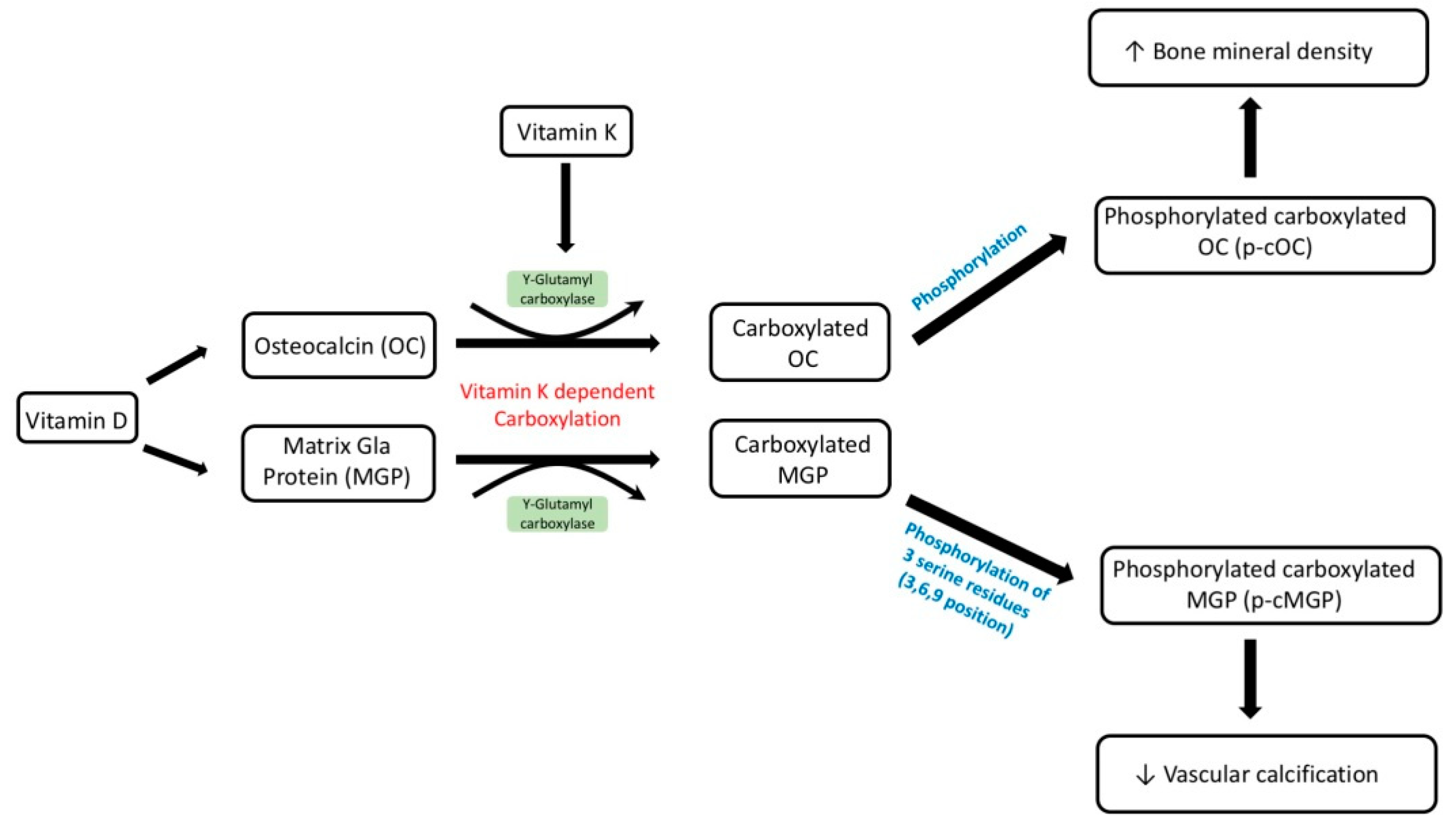 Nutrients Free FullText Emerging Role of Vitamins D and K in