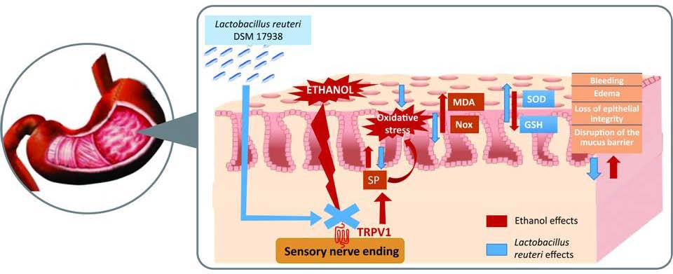Nutrients Free Full Text Lactobacillus Reuteri Dsm 17938 Protects Against Gastric Damage Induced By Ethanol Administration In Mice Role Of Trpv1 Substance P Axis Html