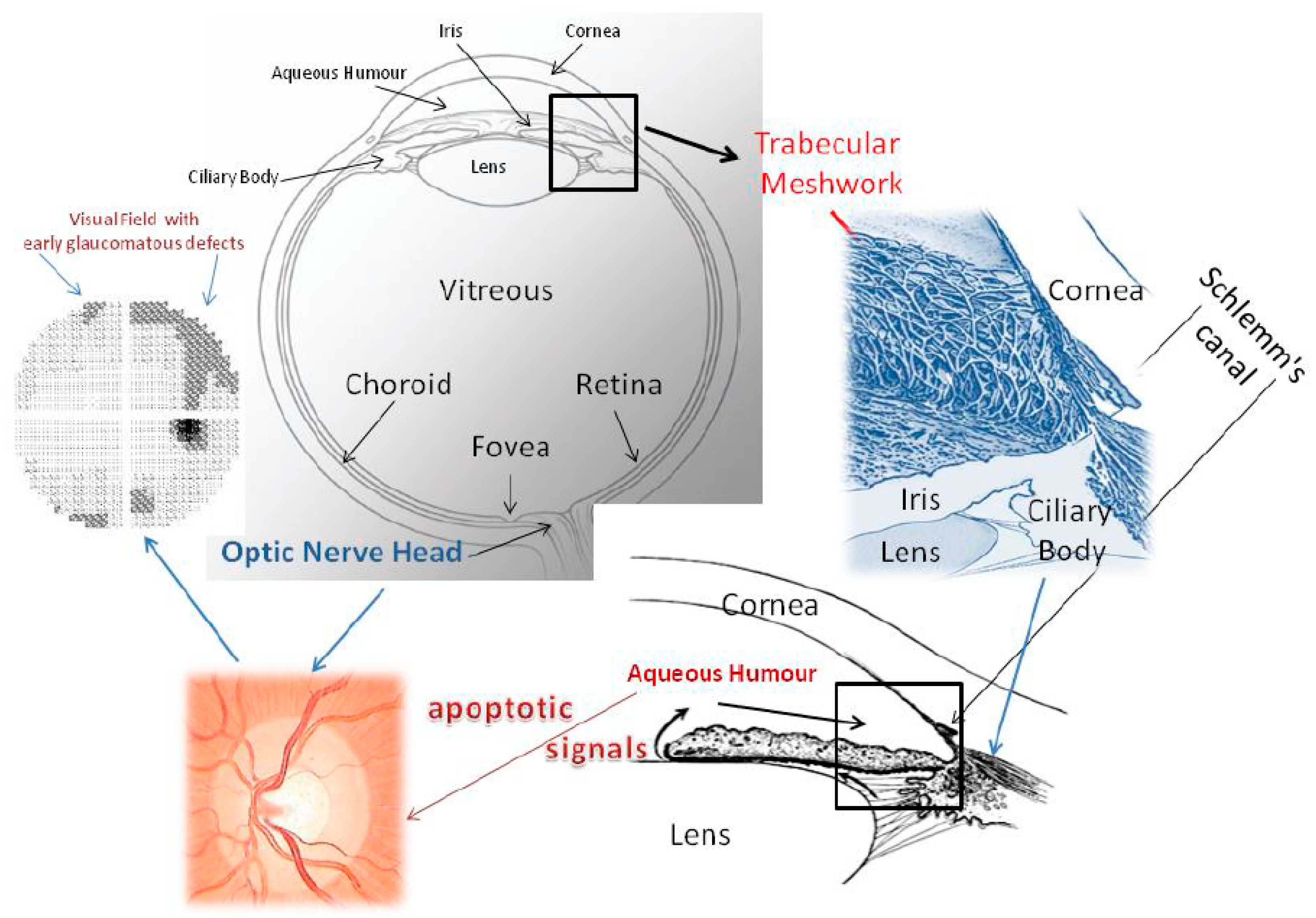 Substances of Interest That Support Glaucoma Therapy