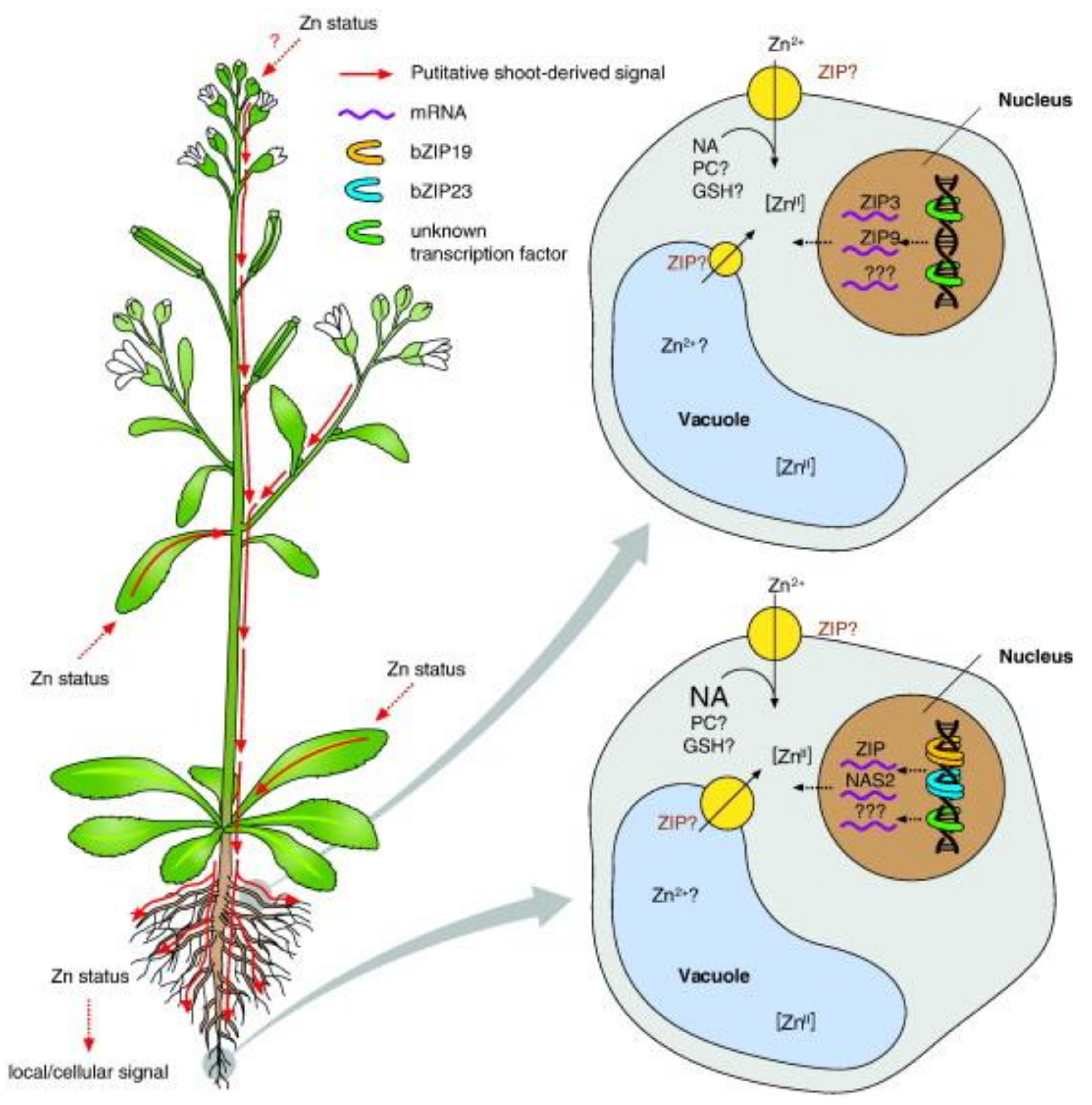 Nutrients 11 00253 g003