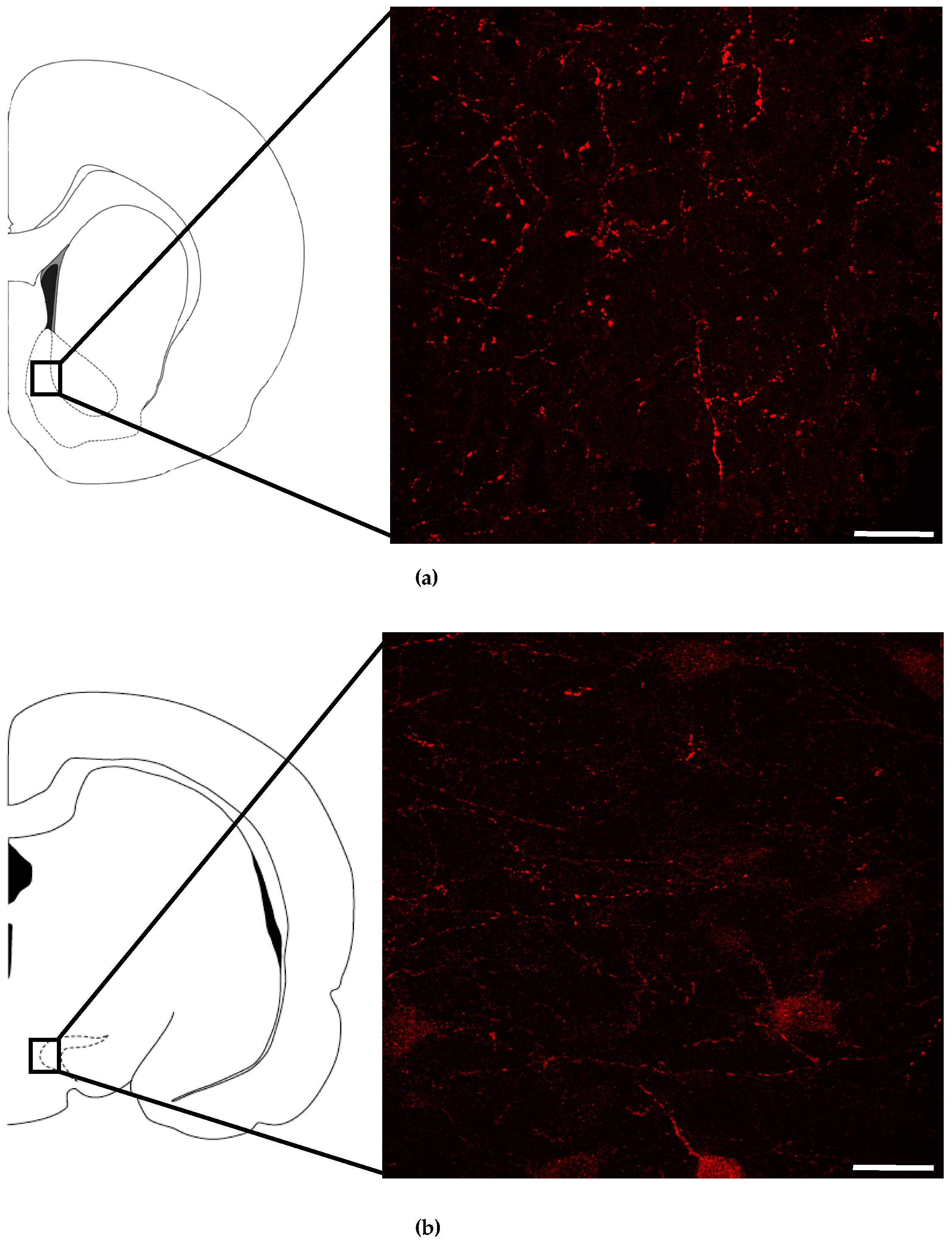 Nutrients 11 00327 g001 Nutrients 11 00327 g001
