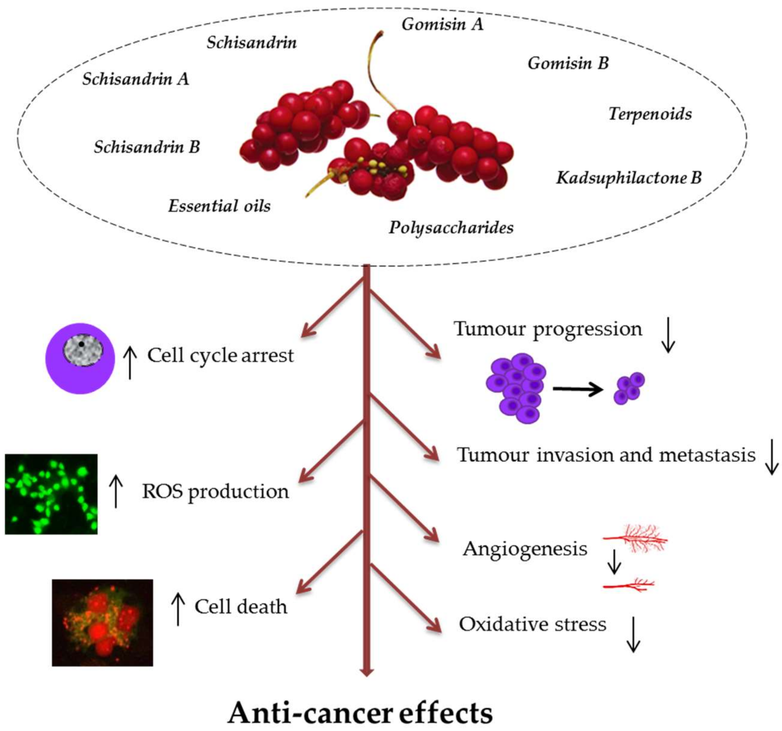 What are the primary mechanisms of schisandrin in stress reduction? What are the primary mechanisms of schisandrin in stress reduction?