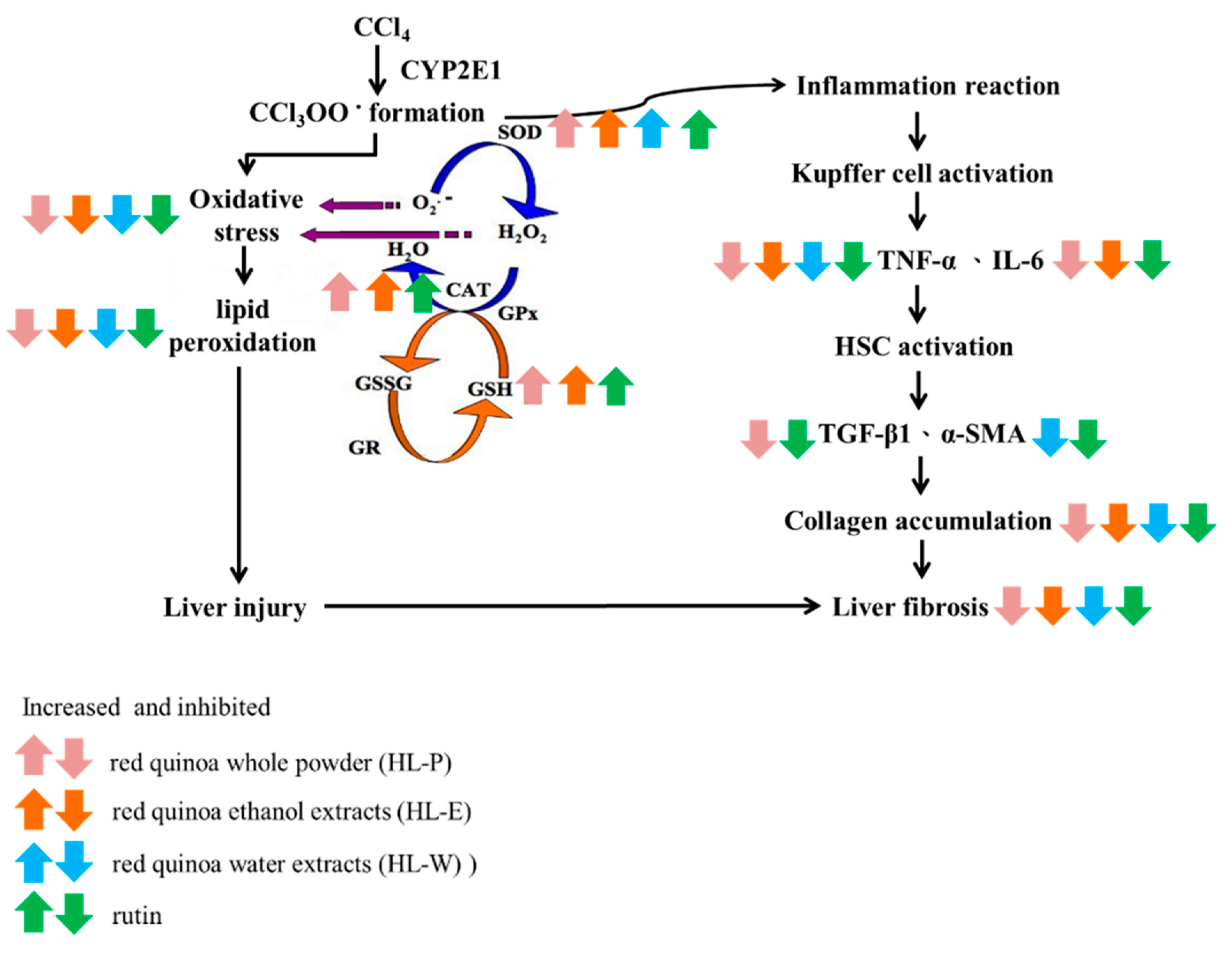 Nutrients 11 00395 g007
