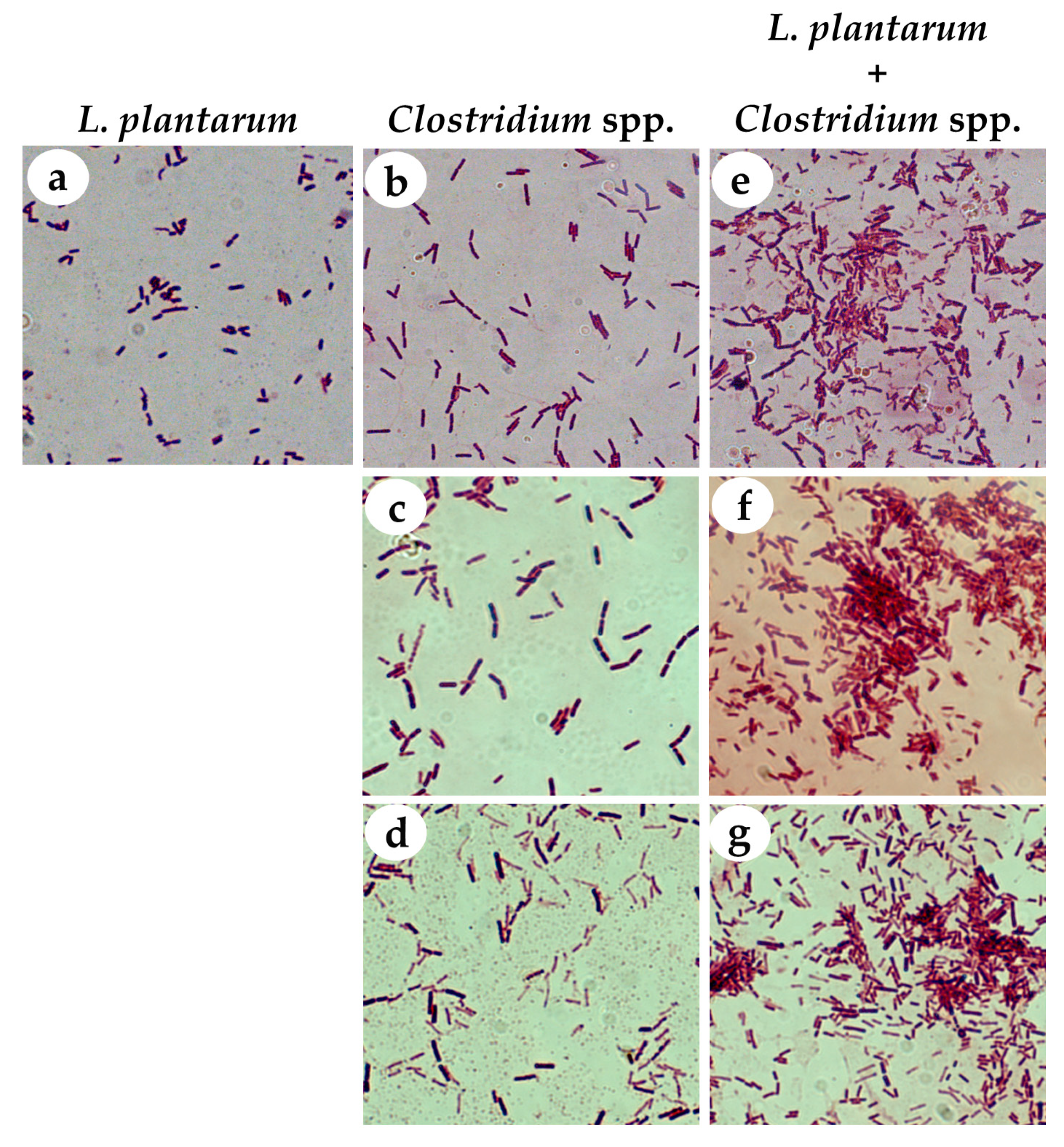 Nutrients Free Full Text In Vitro Antimicrobial Activity And Probiotic Potential Of Bifidobacterium And Lactobacillus Against Species Of Clostridium Html