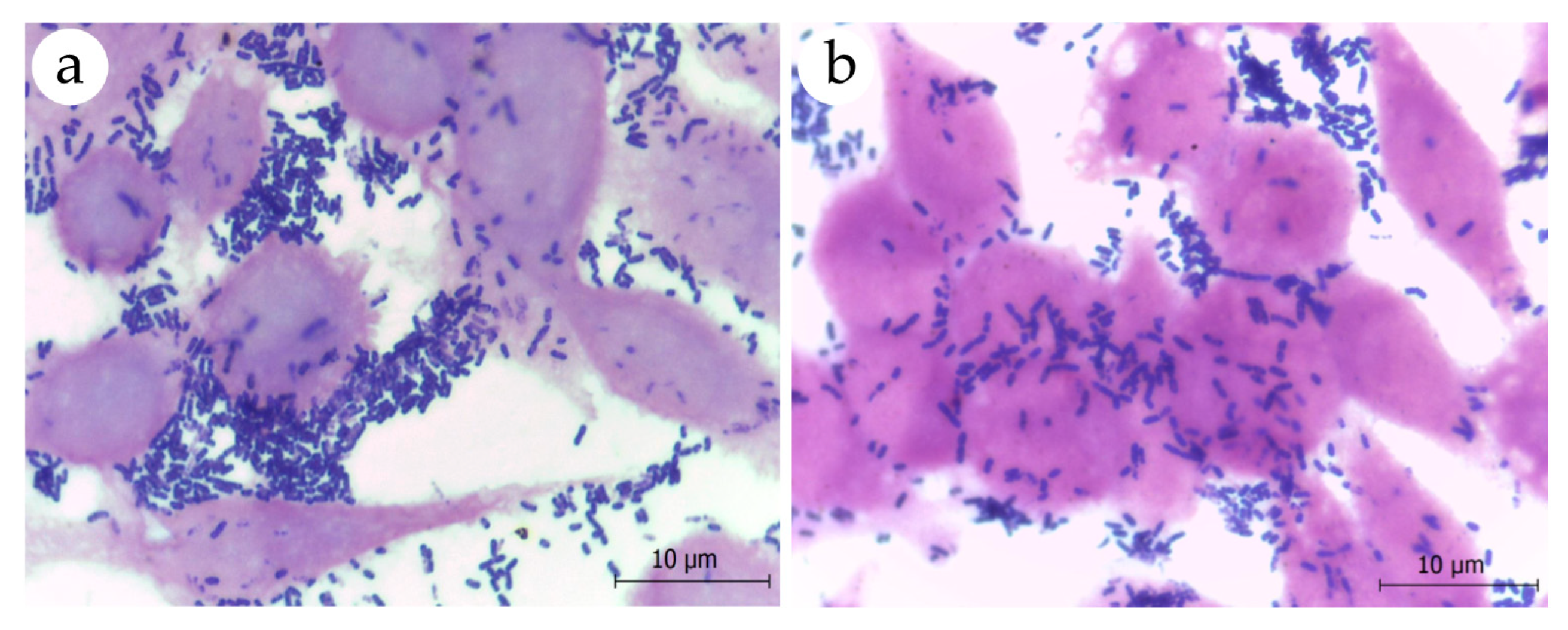 Nutrients Free Full Text In Vitro Antimicrobial Activity And Probiotic Potential Of Bifidobacterium And Lactobacillus Against Species Of Clostridium Html