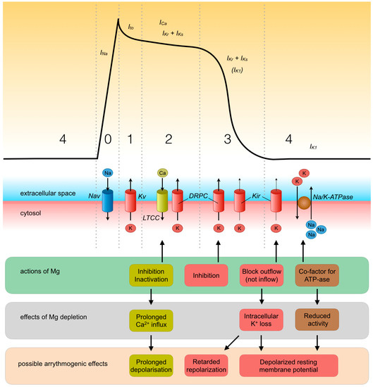 Nutrients Free FullText Magnesium A Magic Bullet for Cardiovascular Disease in Chronic