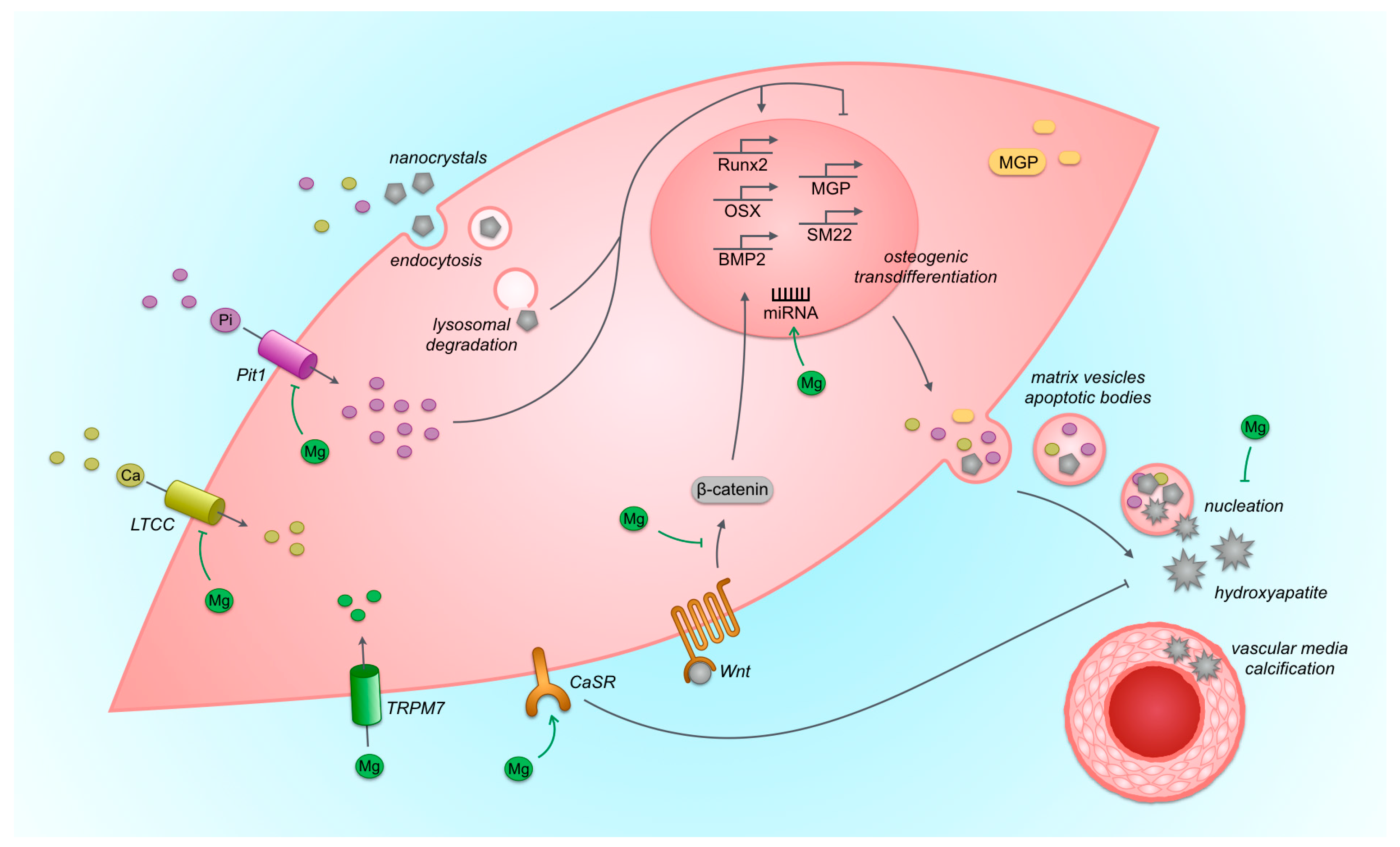 Nutrients 11 00455 g004 Nutrients 11 00455 g004