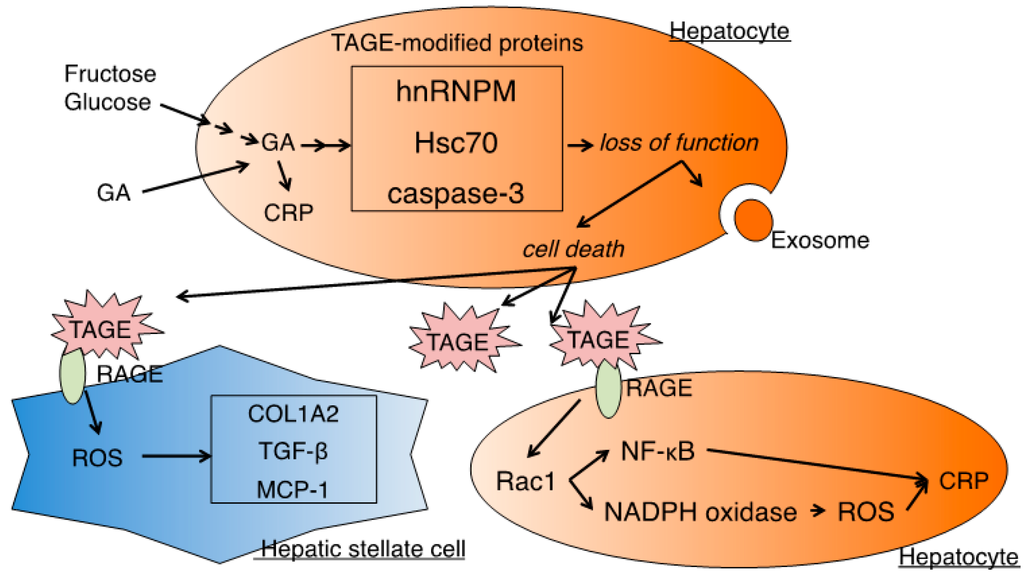Nutrients 11 00462 g002 Nutrients 11 00462 g002