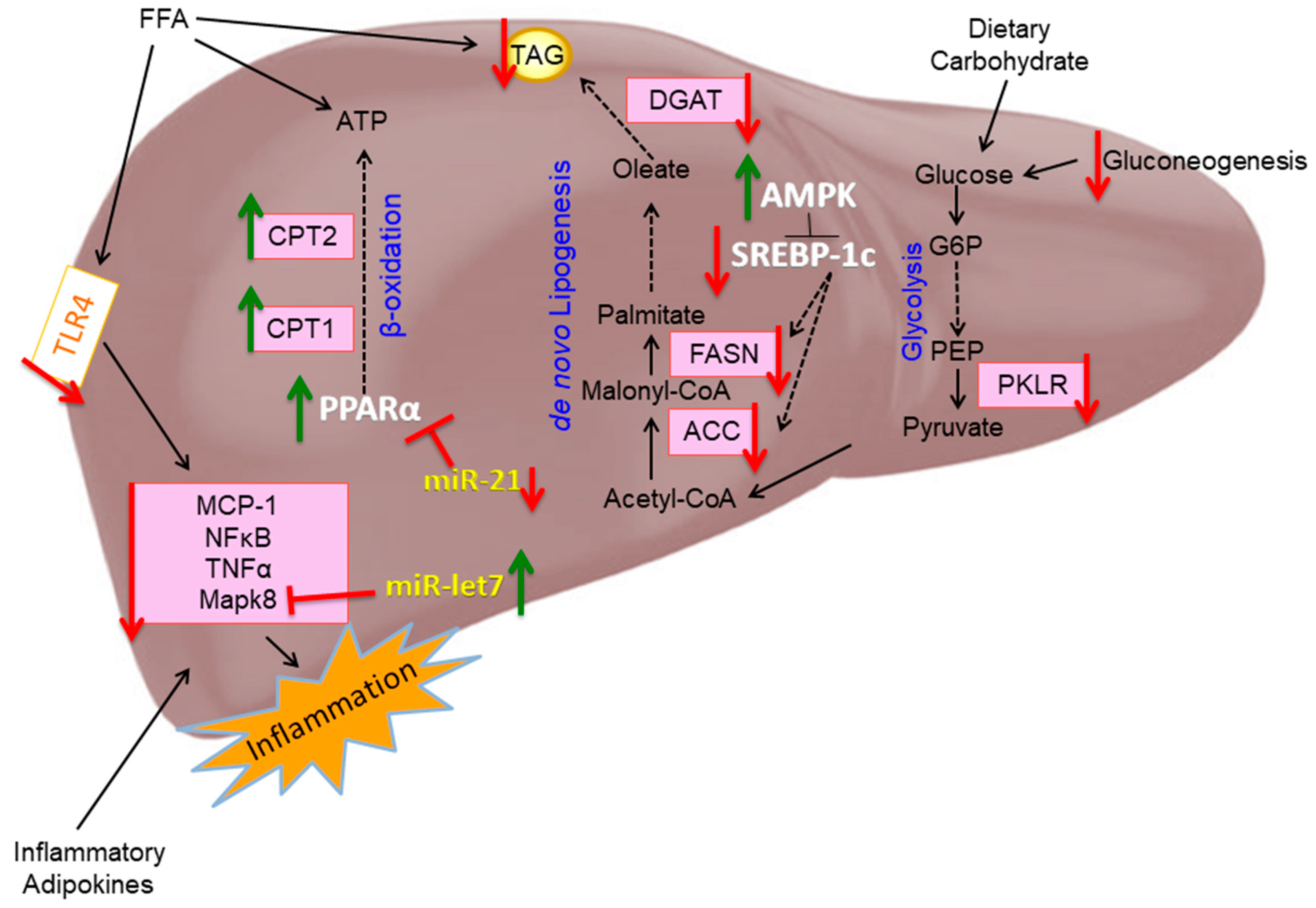 Nutrients 11 00599 g010