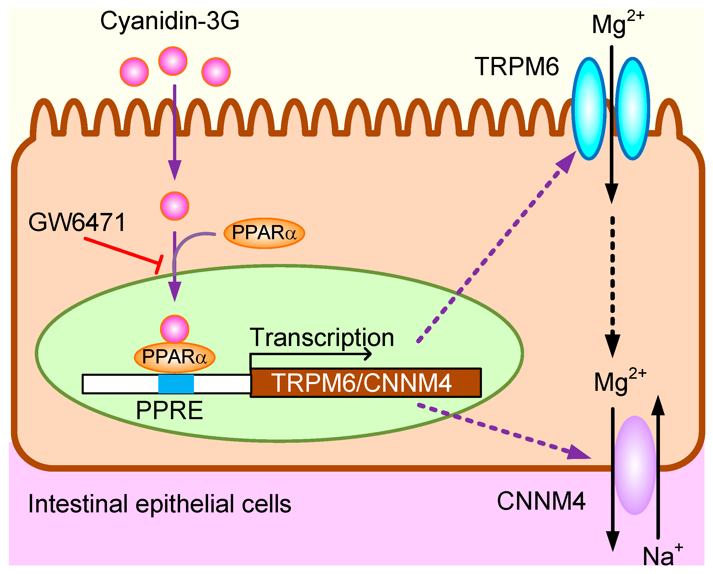 Nutrients 11 00641 g009