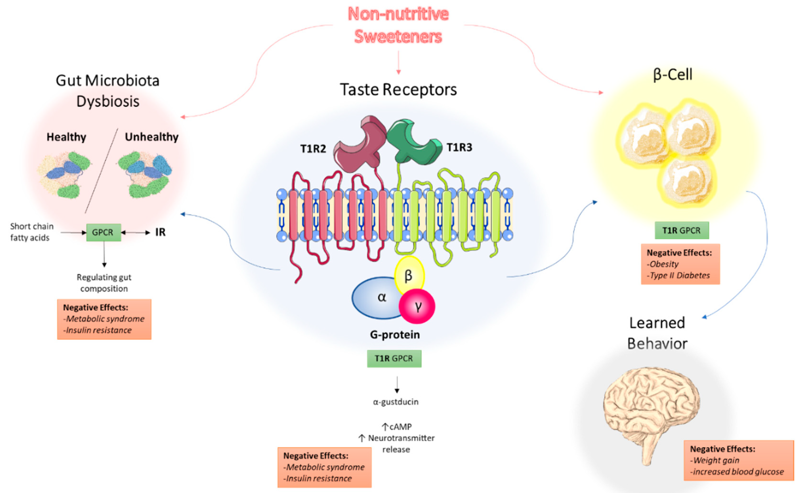 Digestion of artificial sweetener sucralose appears to create metabolite  that damages DNA, Research