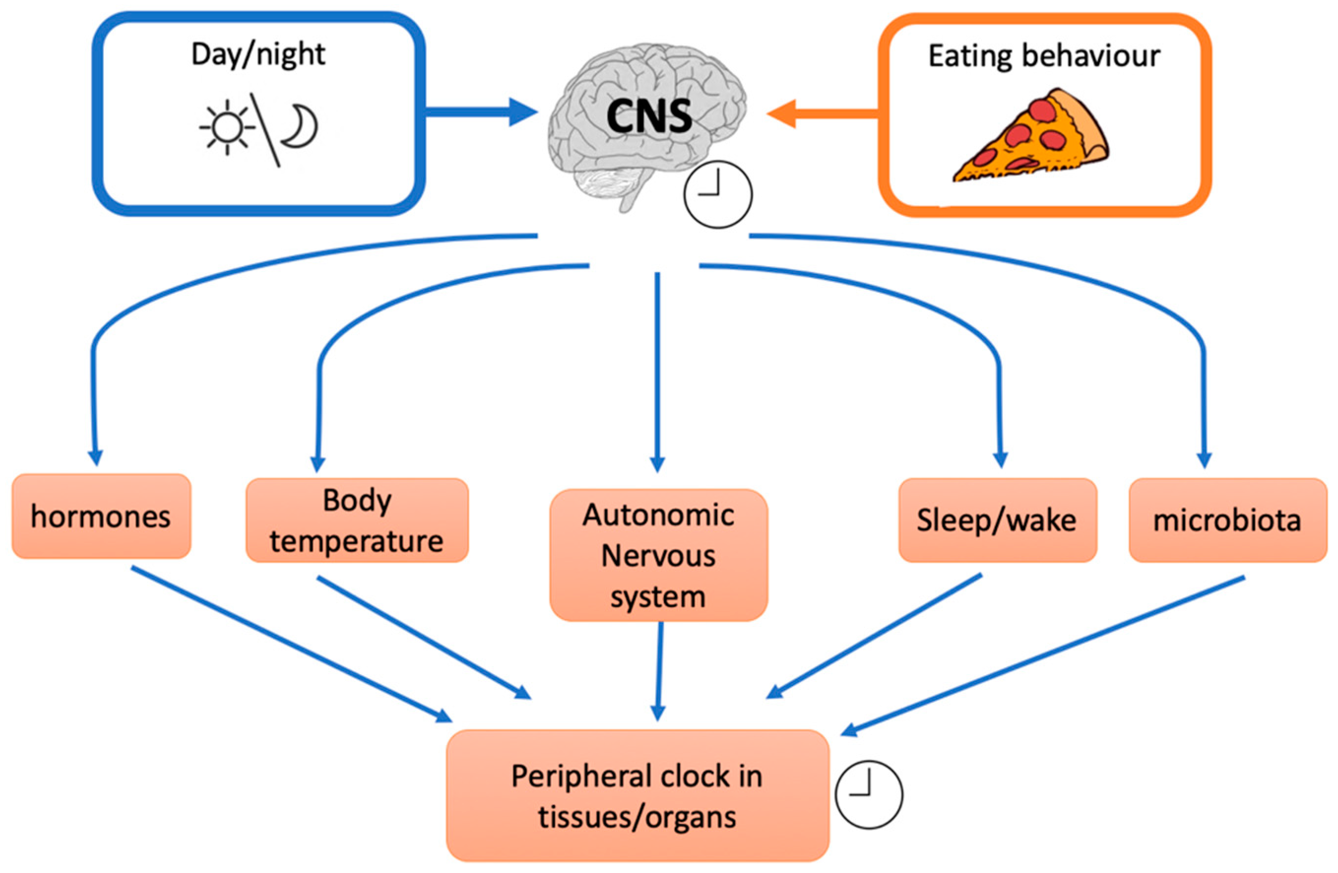 Consistent meal frequency