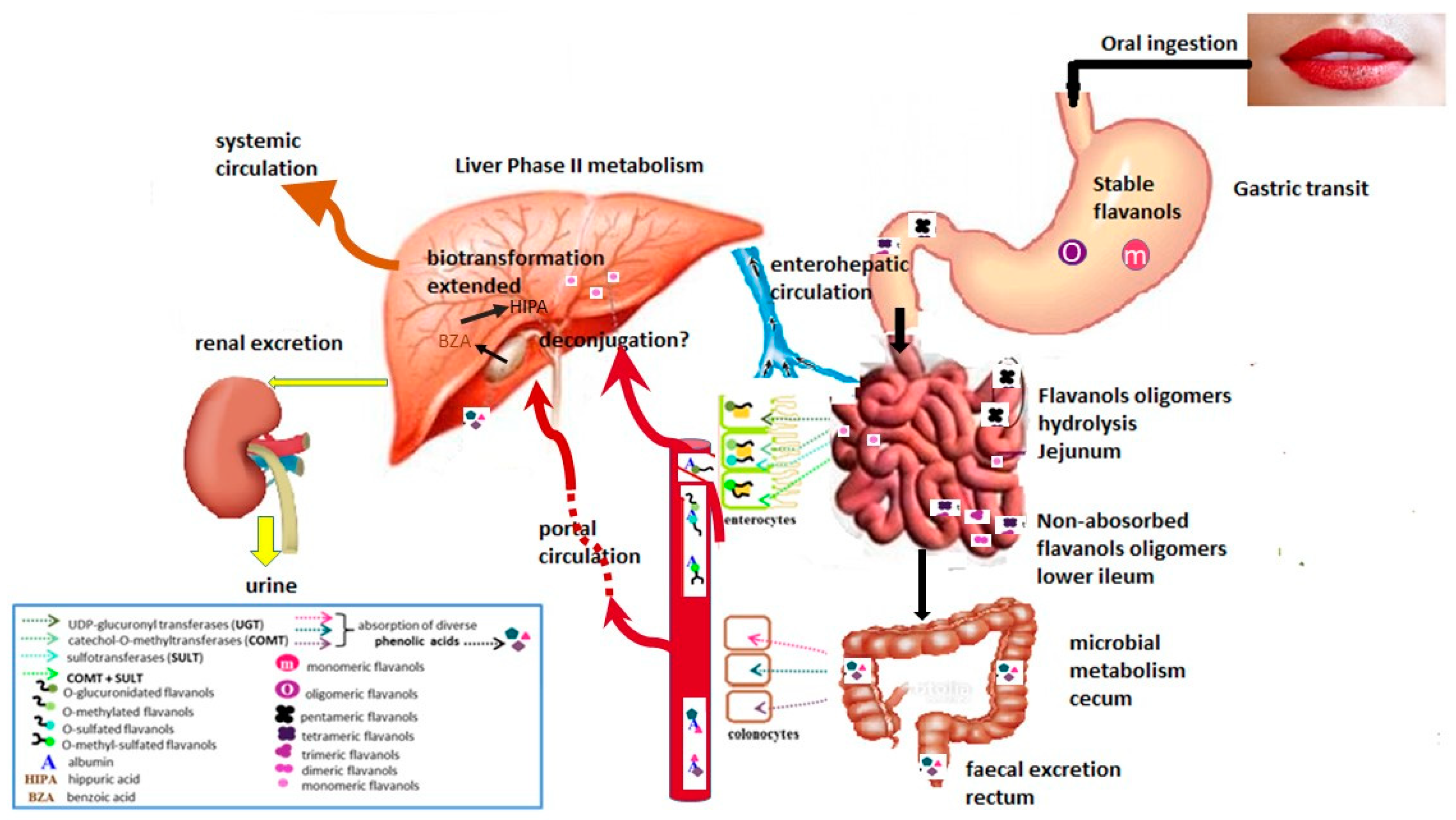 Nutrients Free FullText Cocoa Flavanols Natural Agents with