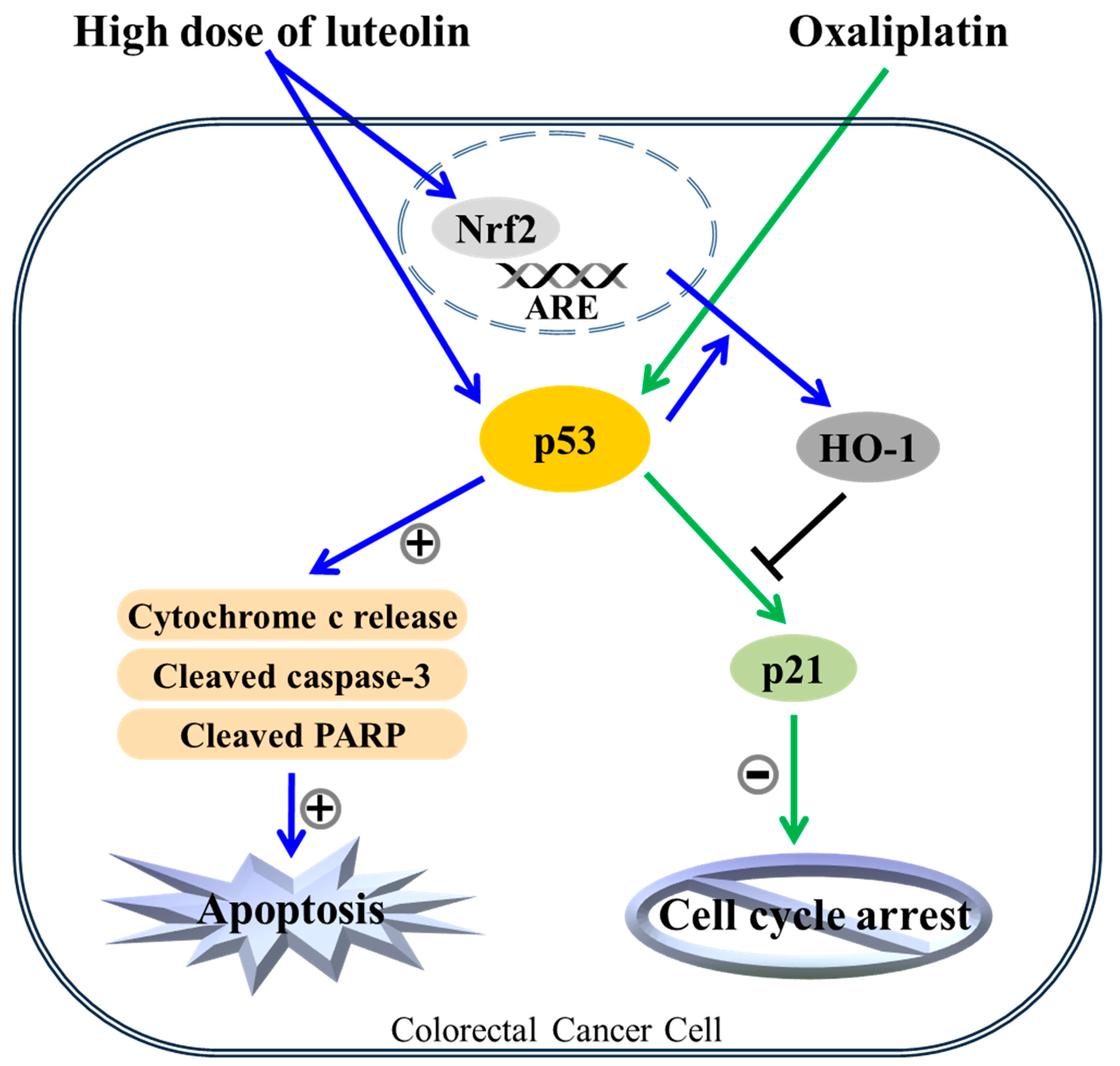Nutrients 11 00770 g006 Nutrients 11 00770 g006