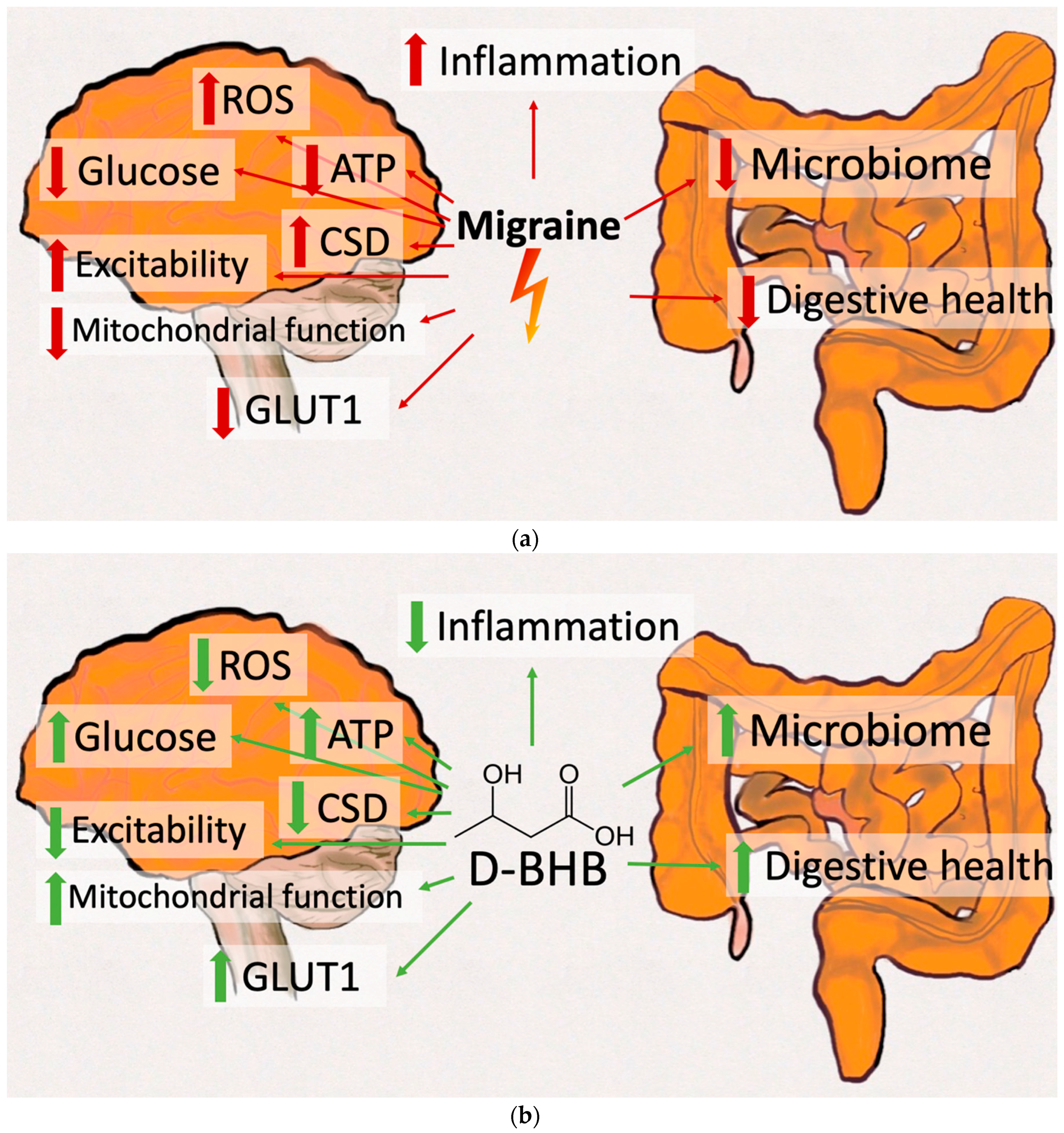 Nutrients Free Full Text Potential Protective Mechanisms Of Ketone Bodies In Migraine Prevention Html