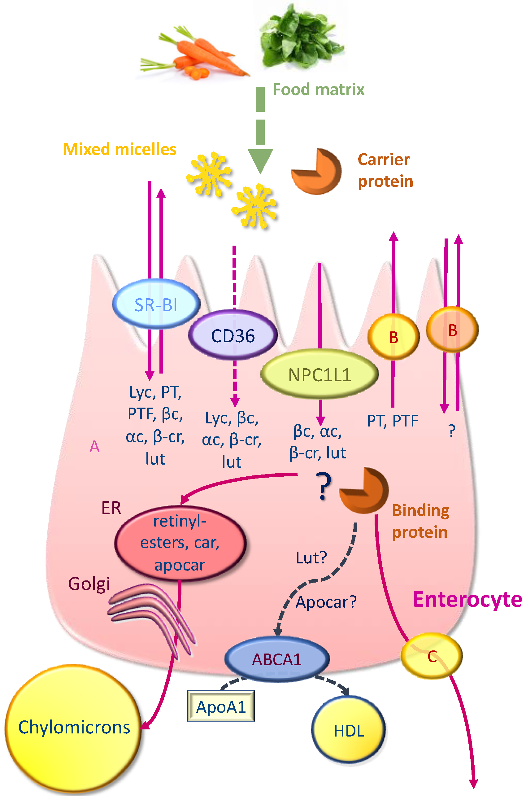 Beta-carotene and digestive health