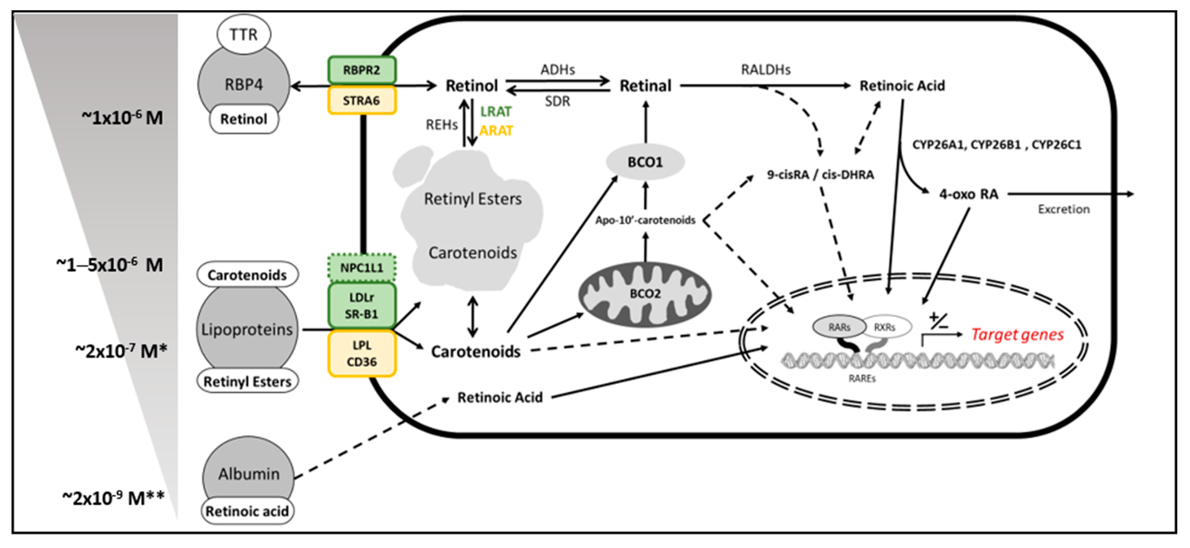 Nutrients 11 00842 g001