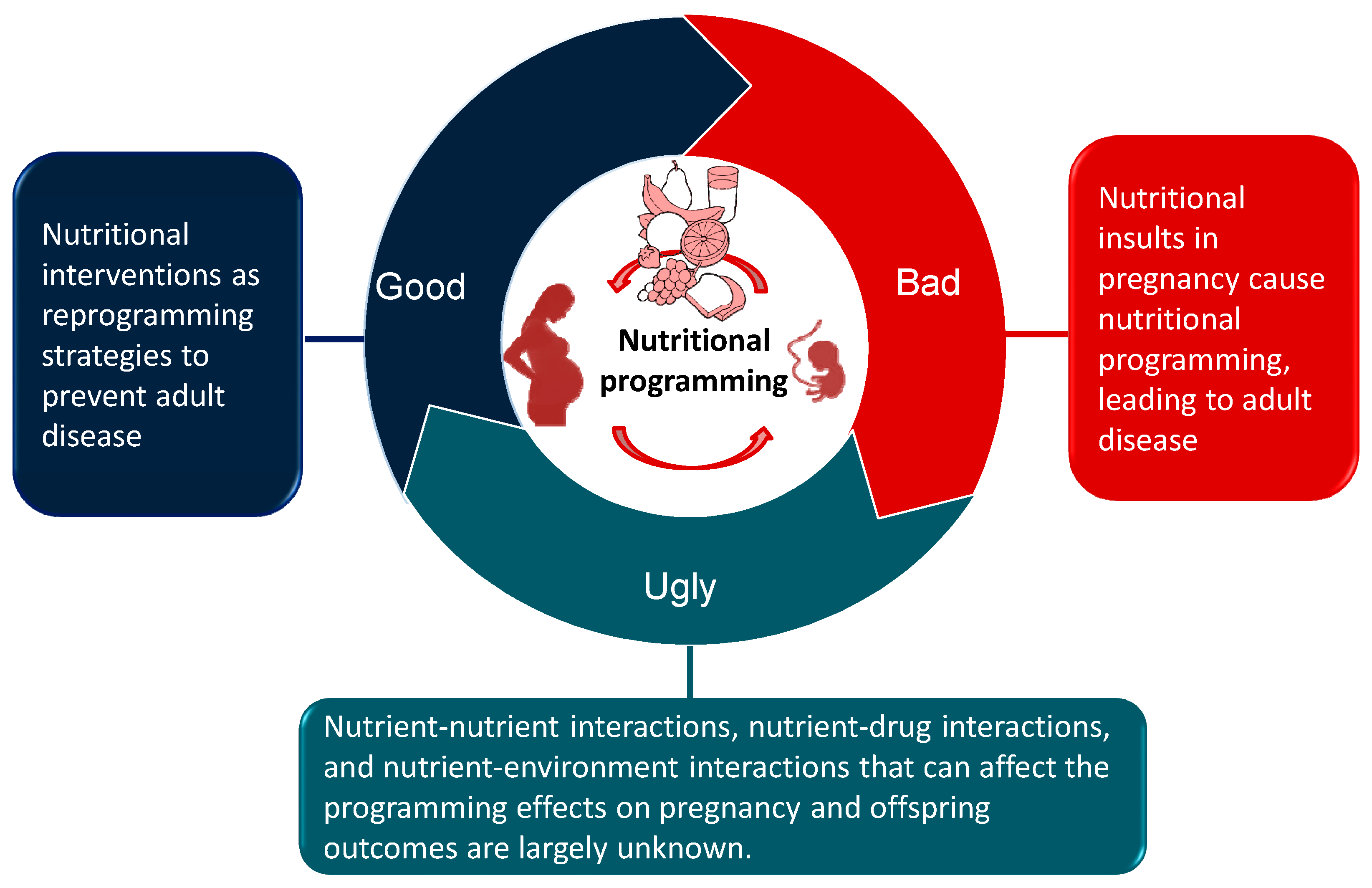 NUTRITION for Developing Countries 第3版 Nutrition for Developing Countries: 9780199685226: Medicine