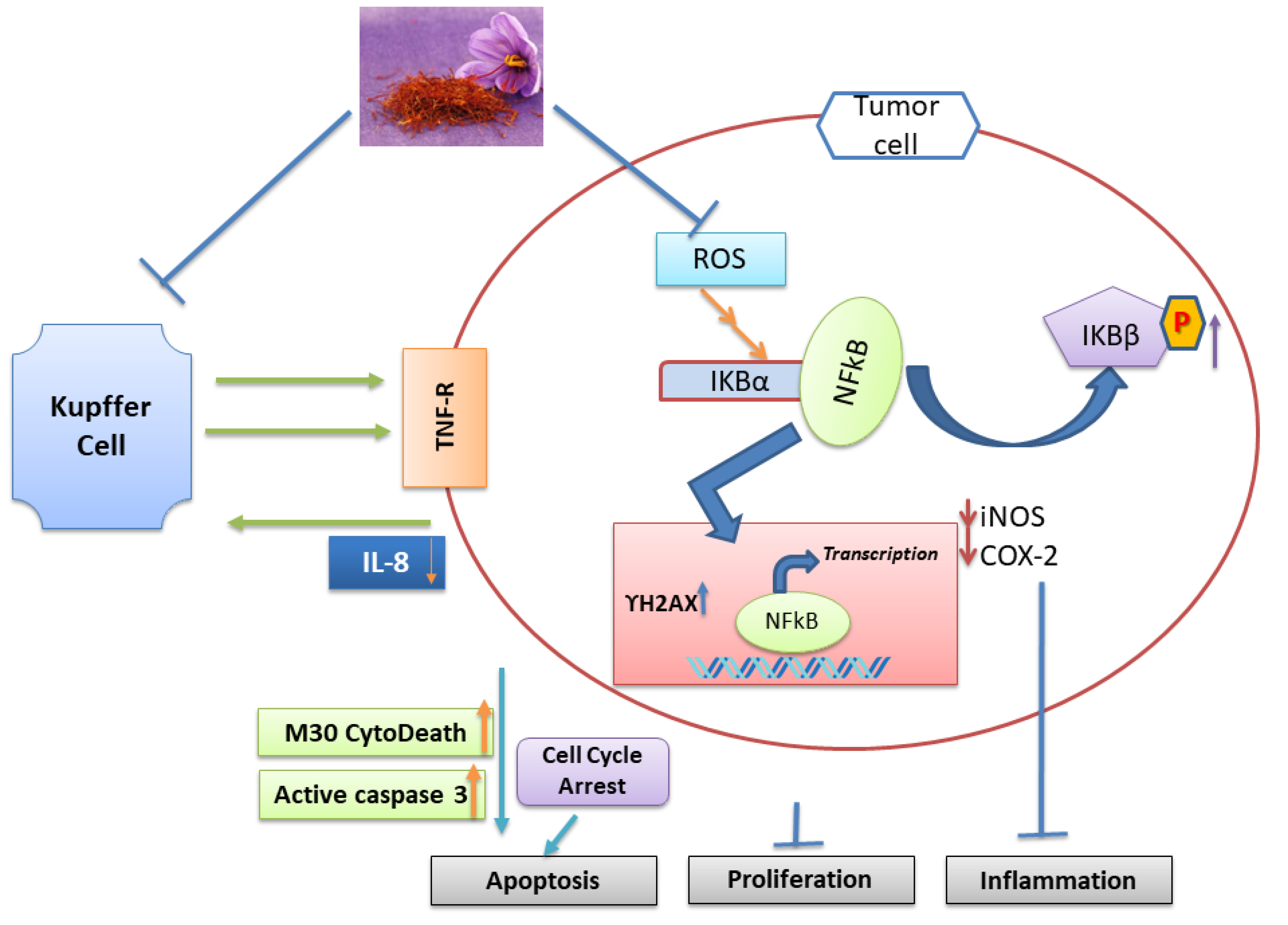Nutrients 11 00943 g003