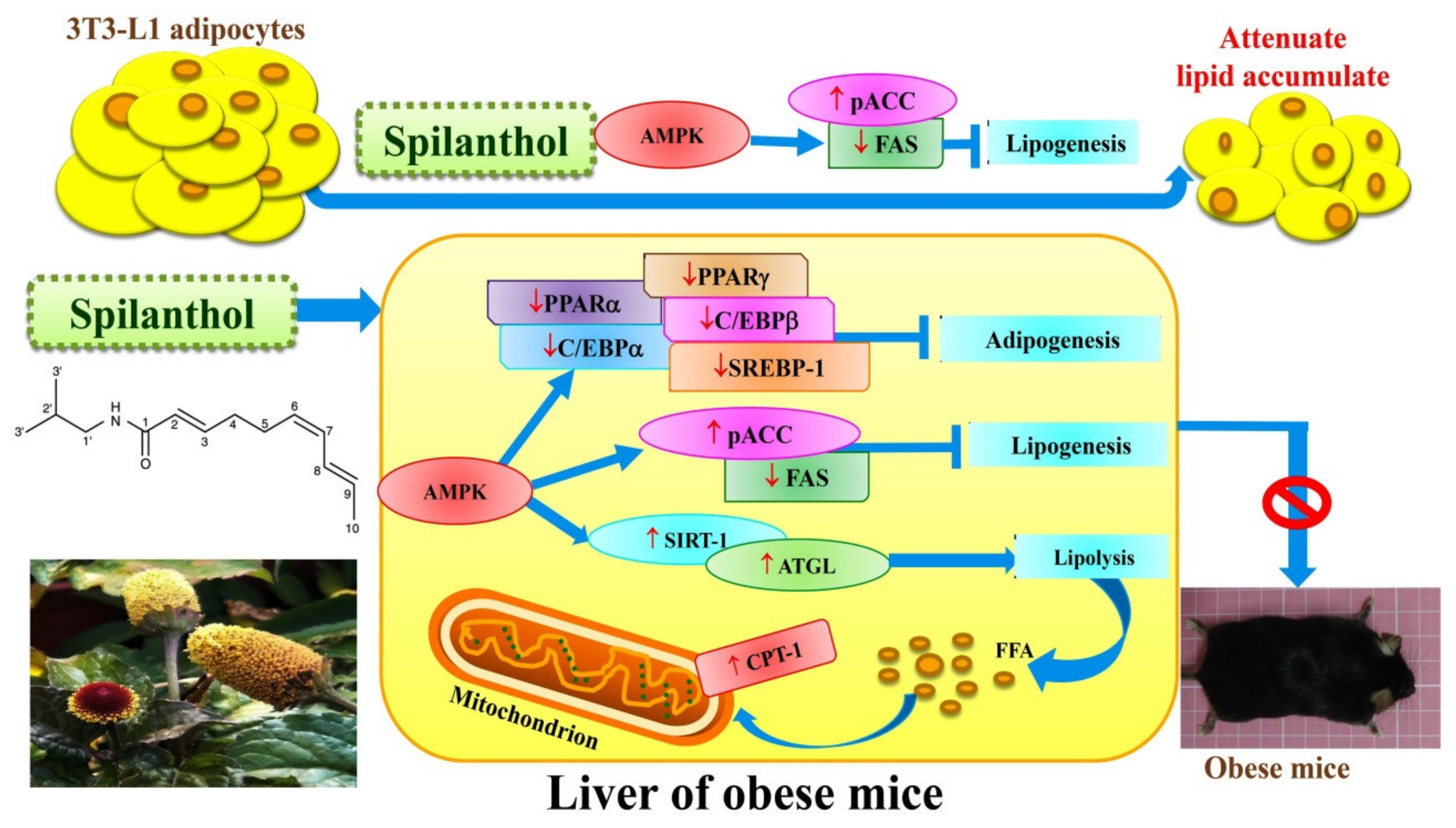 Nutrients 11 00991 g009
