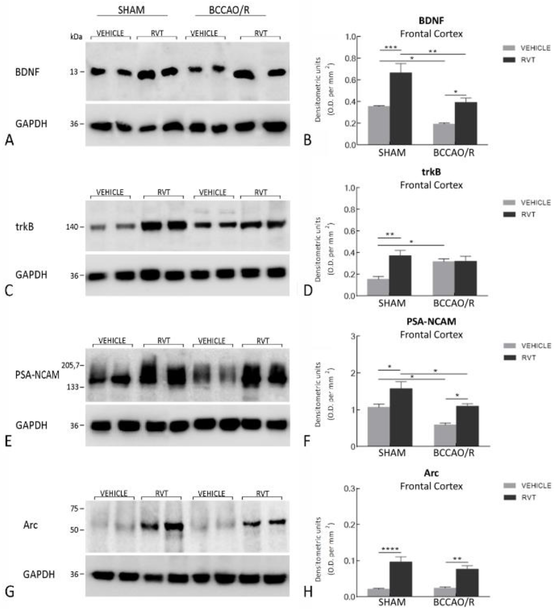 Nutrients 11 01000 g001 Nutrients 11 01000 g001