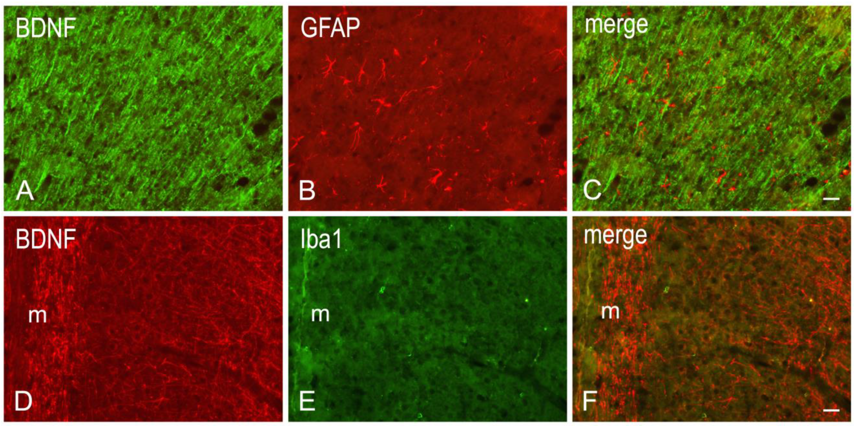 Nutrients 11 01000 g004 Nutrients 11 01000 g004