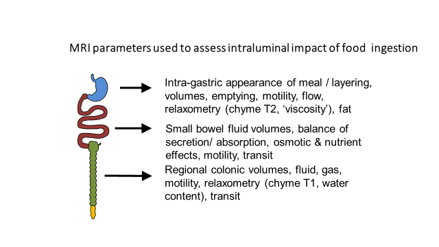 Nutrients Free Full Text Intraluminal Impact Of Food New Insights From Mri Html