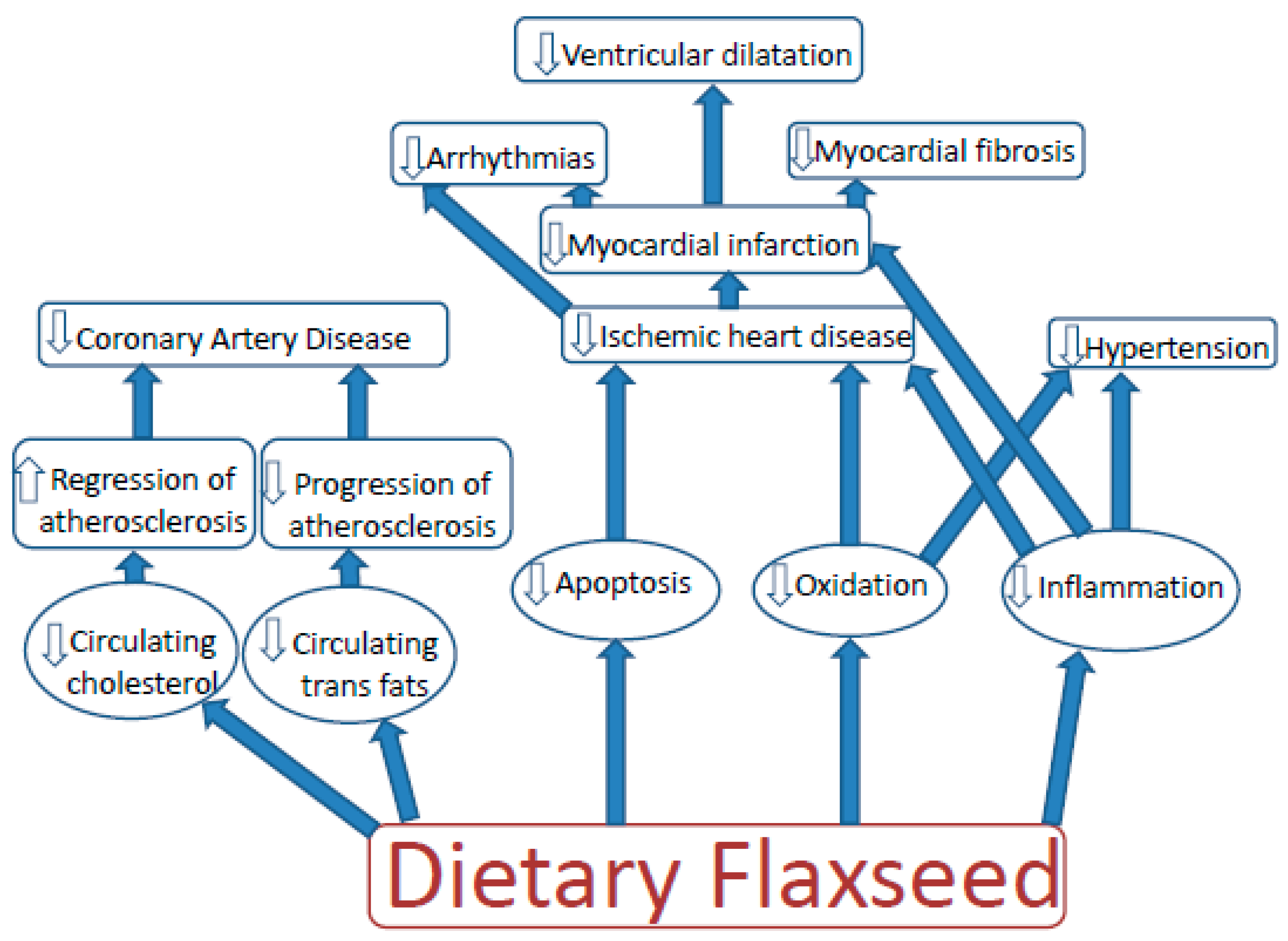 The Anti-Aging Benefits of Flaxseed Oil for Your Heart, Skin, and Brain