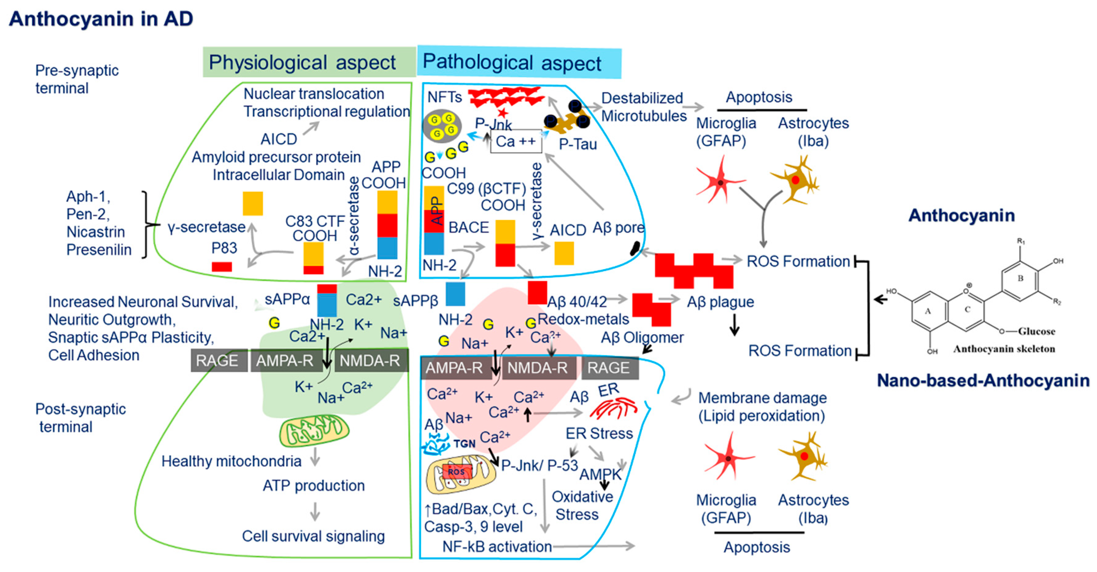 Nutrients Free Full Text Natural Antioxidant Anthocyanins A Hidden Therapeutic Candidate In Metabolic Disorders With Major Focus In Neurodegeneration Html