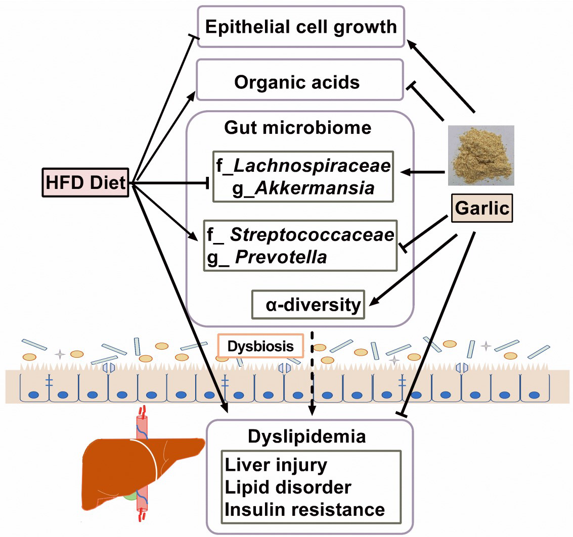 Nutrients Free Full Text Preventive Effects And Mechanisms Of Garlic On Dyslipidemia And Gut Microbiome Dysbiosis Html Nutrients Free Full Text Preventive Effects And Mechanisms Of Garlic On Dyslipidemia And Gut Microbiome Dysbiosis Html